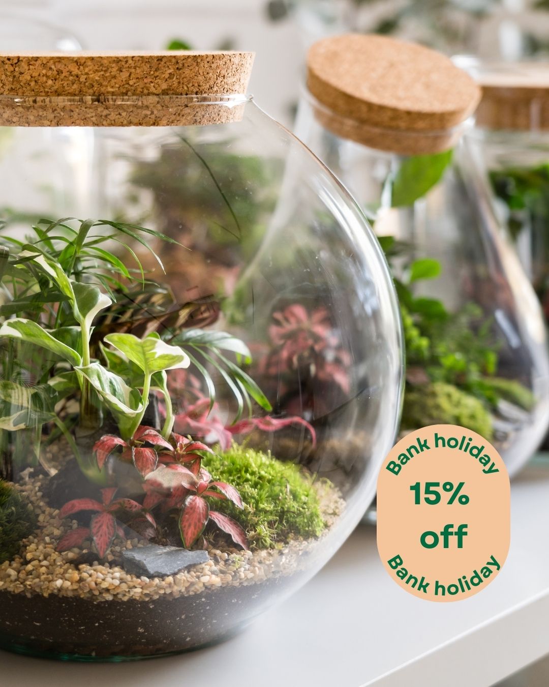 ⏰ 15% OFF starts now!
Ready-made terrariums ✅
DIY Terrarium Kits ✅
Long weekend happiness ✅
Your Early Bank Holiday treat is here—shop now before the timer runs out 🌿
Sale ends 6th May @ 11:50 PM. No code needed.