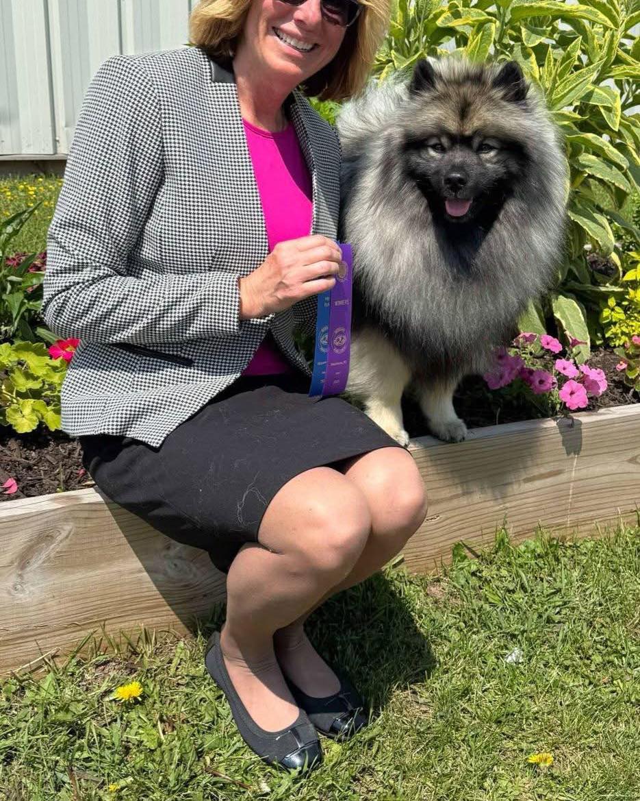 Team Peregrine had a fun day at the dog show in Manitowoc!
HUGE congratulations to Pam who today earned Dillon’s championship title! So proud of this team who have worked so hard.
Salty, not to be outdone, won Best of Winners for a 3 point major! This is her second major win. Dillon and Salty are half siblings, mom Fable is very proud of her babies ❤️
#manitowocdogshow #peregrinekeeshond #keeshondsofinstagram #show #dogs #showdogsoninstagram #dogshows #showkeeshond #keeshond