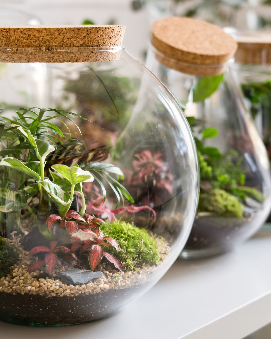 A little world of green to bring peace to your space. Ready-made terrariums, zero fuss 🌱
#plantsplantsplants #plantsmakepeoplehappy #miniature #botanic #plantsinglass #planting #houseplant #bottlegarden #landscape #diyterrarium #indoorjungle #flowers #newhobby #terrariumdesign #botanical #terrariumlove #terrarium #plantparenthood #terrariums #terrariumimaginarium