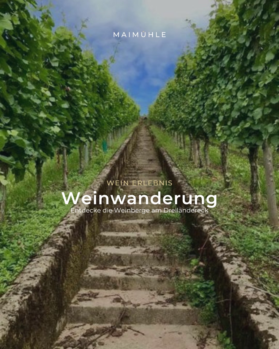 Entdecke besondere Orte in den Weinbergen am Dreiländereck.
Durch enge Gassen, Weinberge und abenteuerliche Pfade führt euch unser Sommelier zu den schönsten Plätzen der Gegend.
Unterwegs erfährst du Wissenswertes zu Weinbau und Landschaft. Dazu gibt es regionalen Käse, Wurst und hausgemachtes aus der Mühlenküche, sowie verschiedene regionale Weine.
Unsere Weinwanderung umfasst:
🍇 geführte Wanderung mit einem Weinfachmann
🍇 regionale Snacks
🍇 4 Wein Kostproben
🍇 alkoholfreie Alternativen für Nicht-Weintrinker
Für Gruppen bieten wir auch individuelle Termine an!
#wein #weingenuss #schengen #SchengenTravel #wandern #weinwanderung