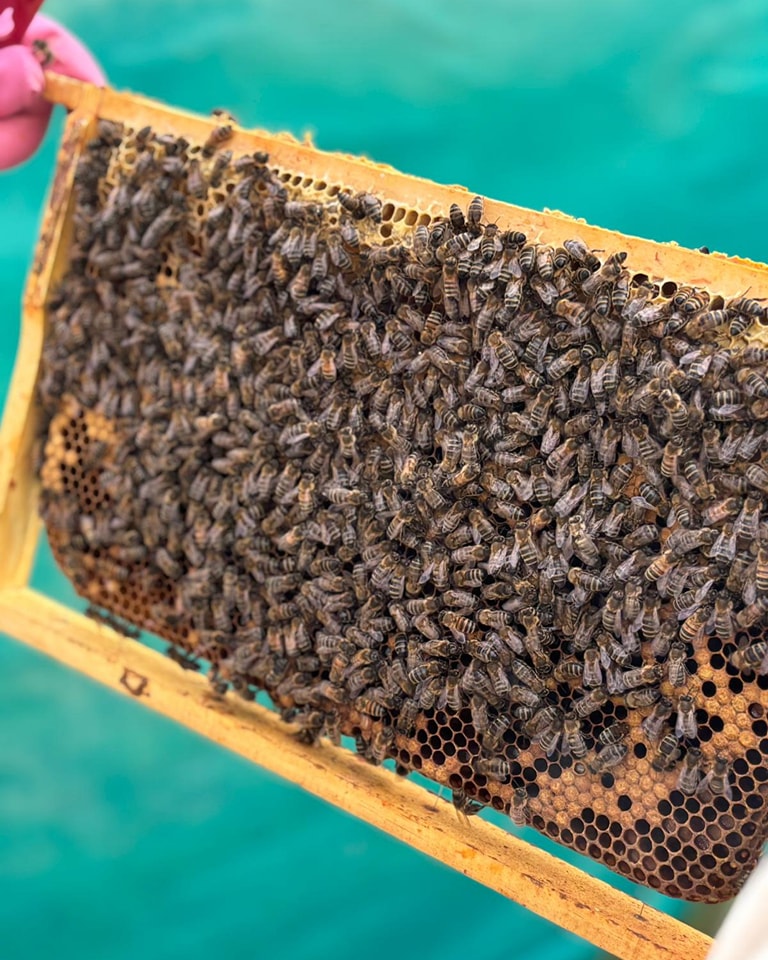🧠 Mind-Blowing Bee Fact! Did you know honey bees are incredible navigators and communicators?
When a scout bee finds a new source of nectar or pollen, she returns to the hive and performs a special 'waggle dance'! This intricate dance communicates the exact direction and distance of the food source to her sister bees, allowing them to fly straight to the bounty. It's like an aerial GPS system! 🤯🐝
#BeeDance #HoneybeeFacts #NatureIsAmazing #BeeCommunication #WaggleDance