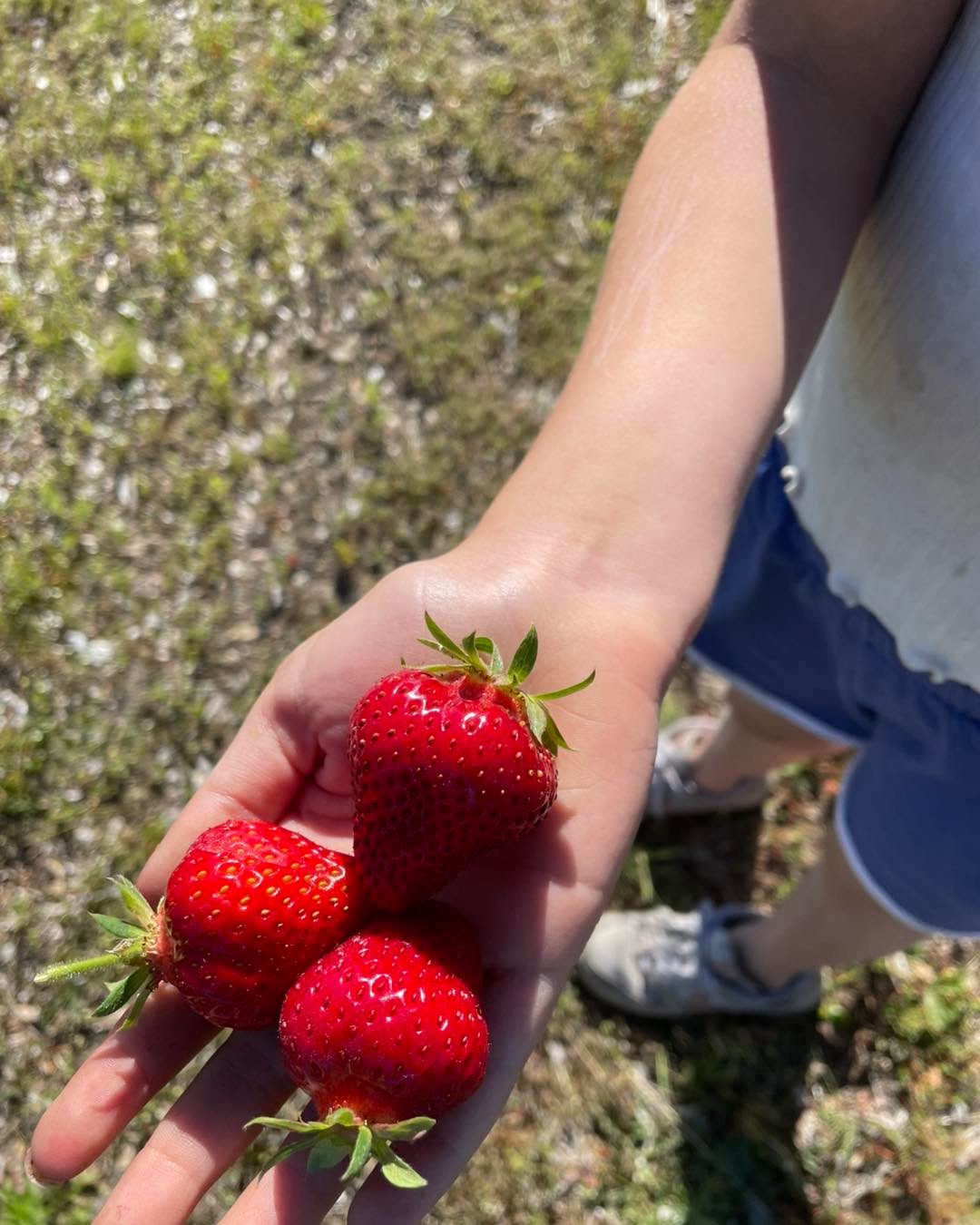We are going to be waiting a bit longer for open U-pick on the strawberries. I am letting a limited number of people come out tomorrow to pick the early ripening areas. (These spots are already filled) There will be more openings, we just need to let the fields get a bit more ripe. Notices will likely be short in order to not have too many people show up all at once.