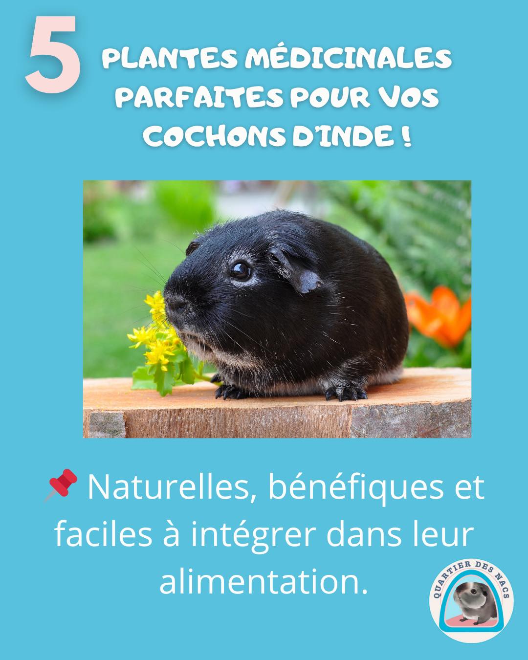🌿 5 plantes médicinales à découvrir pour le bien-être de vos cochons d’Inde !
Ces plantes peuvent soulager les petits désagréments digestifs, respiratoires ou encore le stress 🐹💚
💡 Quelques conseils :
➡️ Introduisez chaque plante progressivement.
➡️ Assurez-vous qu’elles soient non traitées et correctement identifiées.
➡️ Donnez en quantité raisonnable et variez les apports.
🛑 Certaines sont à éviter en cas de gestation ou maladie spécifique. Consultez un vétérinaire NAC si besoin.
📌 Tu cueilles pour eux ? Sauvegarde ce post et partage-le avec un ami passionné de cobayes !
Prenez soin de vos animaux avec Quartier Des Nacs 🌸
#cochondinde #lapin #cochondinde🐹 #cochon #cochondindefrenchy #alimentation #bienetreanimal #bienetreanimal❤️ #bienetreanimalier