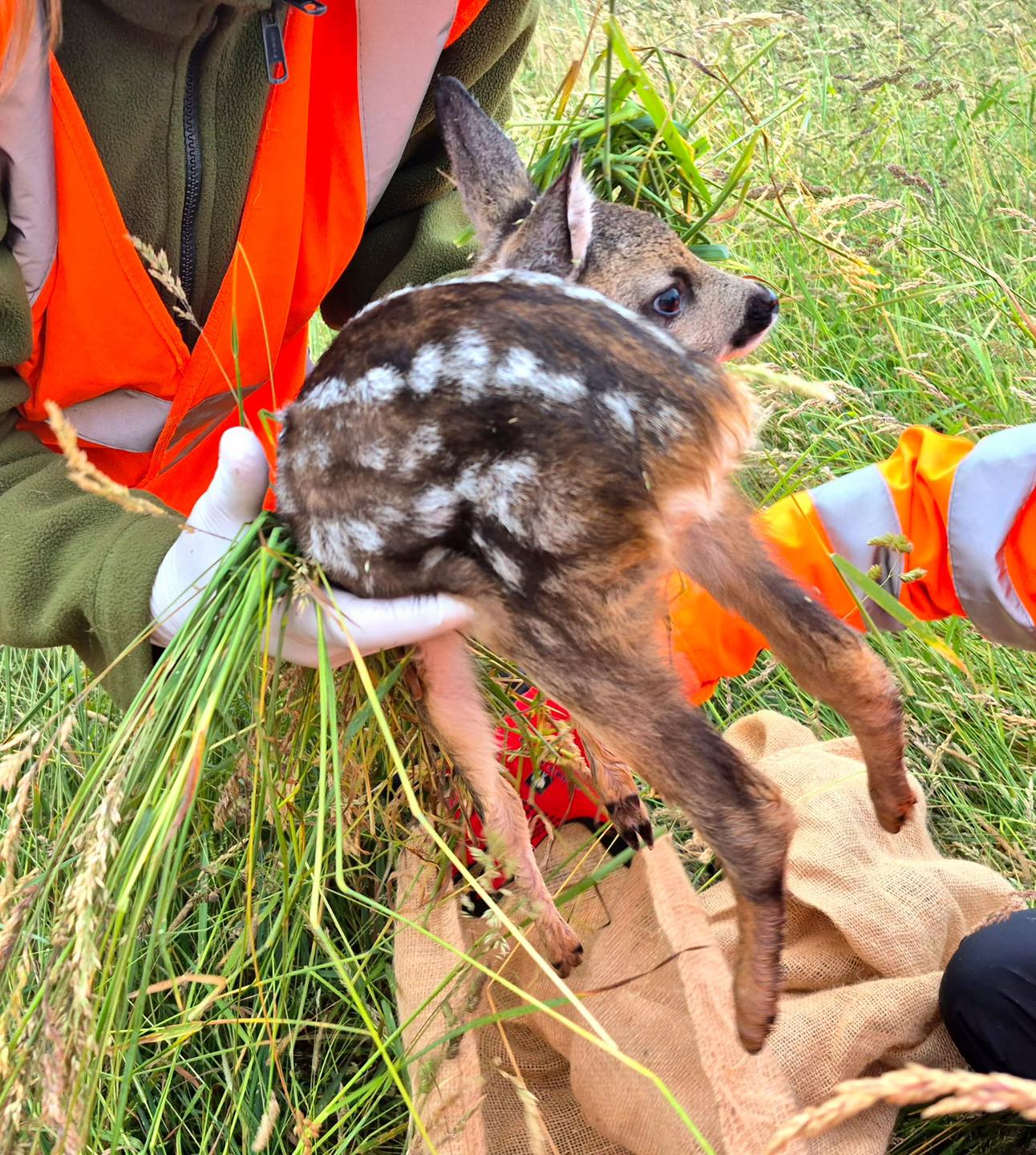 🦌✨ Erfolgreicher Einsatz – zwei Rehkitze gerettet! 🚁💚
Gestern durften wir zwei kleinen Kitzen das Leben retten! 💪 Dank Teamwork, Technik und viel Einsatz konnten wir sie rechtzeitig aus dem hohen Gras bringen – direkt vor dem Mähen.
📍Die Herausforderung: Der Einsatz fand in der Nähe eines Flughafens statt – technisch aufwendig, aber für uns mittlerweile Routine.
Solche Einsätze zeigen, wie wichtig Präzision, gute Koordination und moderne Drohnentechnik sind. Und sie zeigen vor allem eines: Gemeinsam können wir viel bewegen.
🙏 Bitte unterstützt unsere Arbeit:
Unsere Einsätze sind nur mit Spenden möglich. Jeder Euro hilft, weitere Rehkitze vor dem Mähtod zu bewahren.
Nutzt dazu gerne unsere Paypal-Adresse:
paypal@rehkitzrettung-hannover.de
Oder den direkten Spendenlink: https://www.paypal.com/donate/?hosted_button_id=QRLKMUJ7MG382
📲 Teile diesen Beitrag, erzähle Freunden davon und hilf mit, dass noch mehr Menschen davon erfahren!
Mehr Infos dazu auf unserem Kanal oder auf unserer Webseite - www.rehkitzrettung-hannover.de!
#Rehkitzrettung #Tierschutz #DrohneImEinsatz #Teamwork #KitzeRetten #SpendenHilft #Wildtierschutz #drohne #Frühjahr2025 #NaturSchützen #RehkitzrettungMitHerz