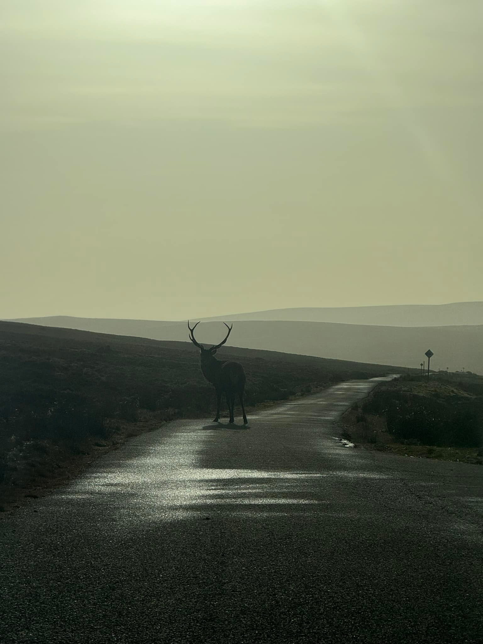 Driving from Bettyhill to Golspie with Hope as she has her test coming up and met these big boys 🦌