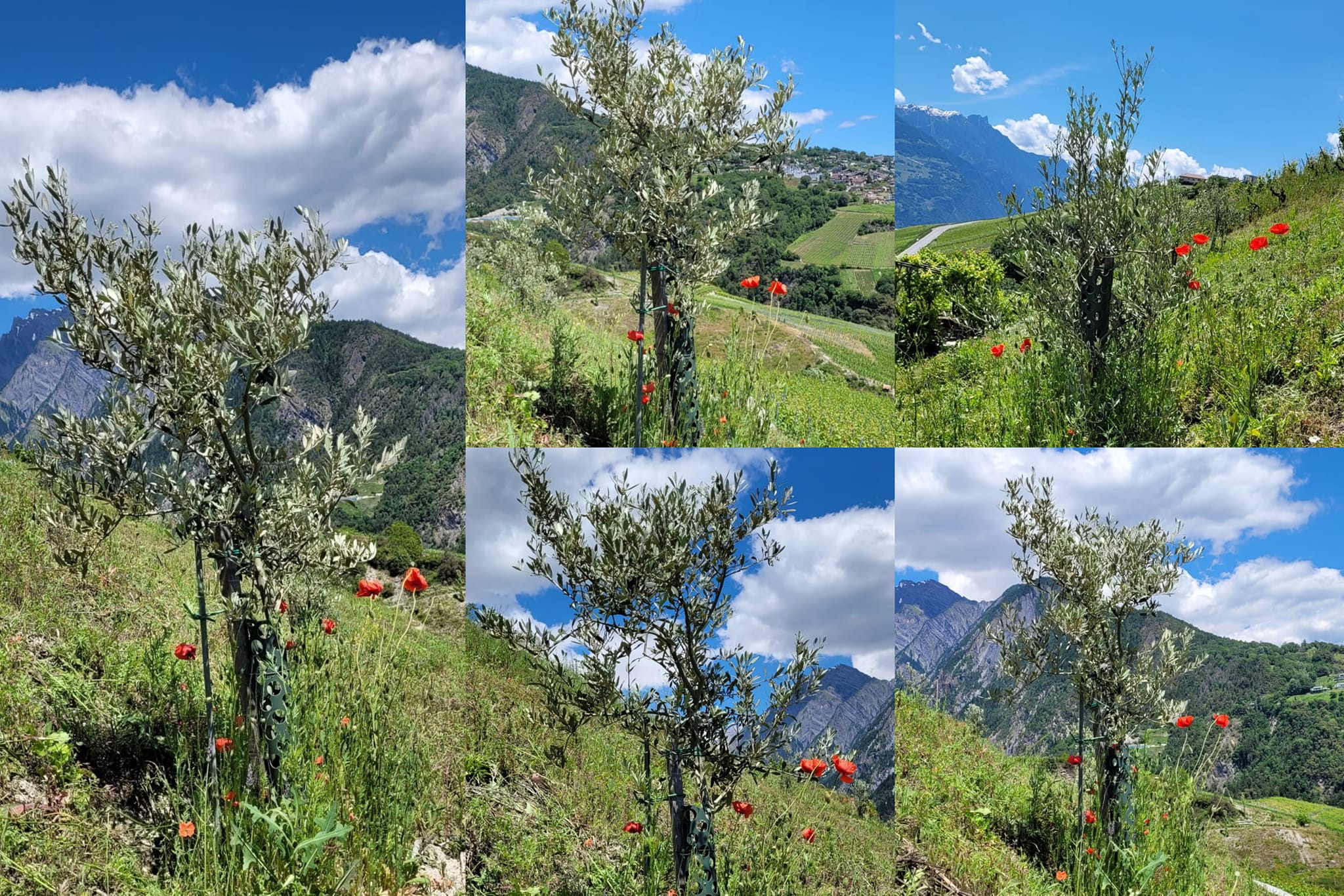 80 jeunes oliviers du domaine de Sah, Rouy et Plainpalet à Conthey prenant, cet après-midi, un bon bain de soleil après cette matinée de pluie et de fraîcheur.
www.pronovavallis.ch