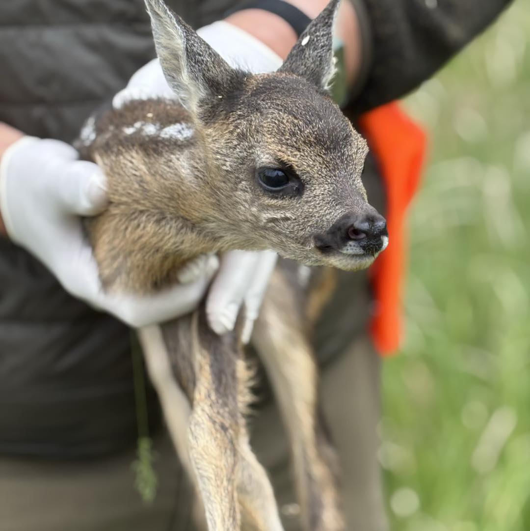 🚁 Team 1 im Einsatz bei Isernhagen 🦌🌾
Früh am Morgen ging es für unser erstes Team raus aufs Feld – und das mit voller Energie!
📍 Einsatzgebiet: Isernhagen
🌱 12 Felder
📏 25 Hektar abgesucht
🦌 2 Kitze gerettet
🐾 6 Ricken & 9 Hasen gesichtet
Mit wachsamen Augen, Wärmebildtechnik und viel Herzblut konnte Team 1 heute erneut dazu beitragen, Leben zu schützen. Jeder Einsatz bedeutet frühes Aufstehen, viel Koordination – und am Ende das unbezahlbare Gefühl, wieder zwei Rehkitzen geholfen zu haben. 💚
🙏 Bitte unterstützt unsere Arbeit mit einer Spende oder teilt diesen Beitrag, damit noch mehr Menschen von der Rehkitzrettung erfahren.
Nutzt dazu gerne unsere Paypal-Adresse:
paypal@rehkitzrettung-hannover.de
Oder den direkten Spendenlink:
https://www.paypal.com/donate/?hosted_button_id=QRLKMUJ7MG382
Mehr Infos dazu auf unserem Kanal oder auf unserer Webseite - www.rehkitzrettung-hannover.de!
Bleibt dran – in den nächsten Tagen stellen wir euch auch die Erfolge von Team 2 und Team 3 vor!
#Rehkitzrettung #Team1 #DrohneImEinsatz #Tierschutz #Frühaufsteher #NaturSchützen #Isernhagen #Ehrenamt #Wildtierschutz #SpendenHilft #KitzeRetten