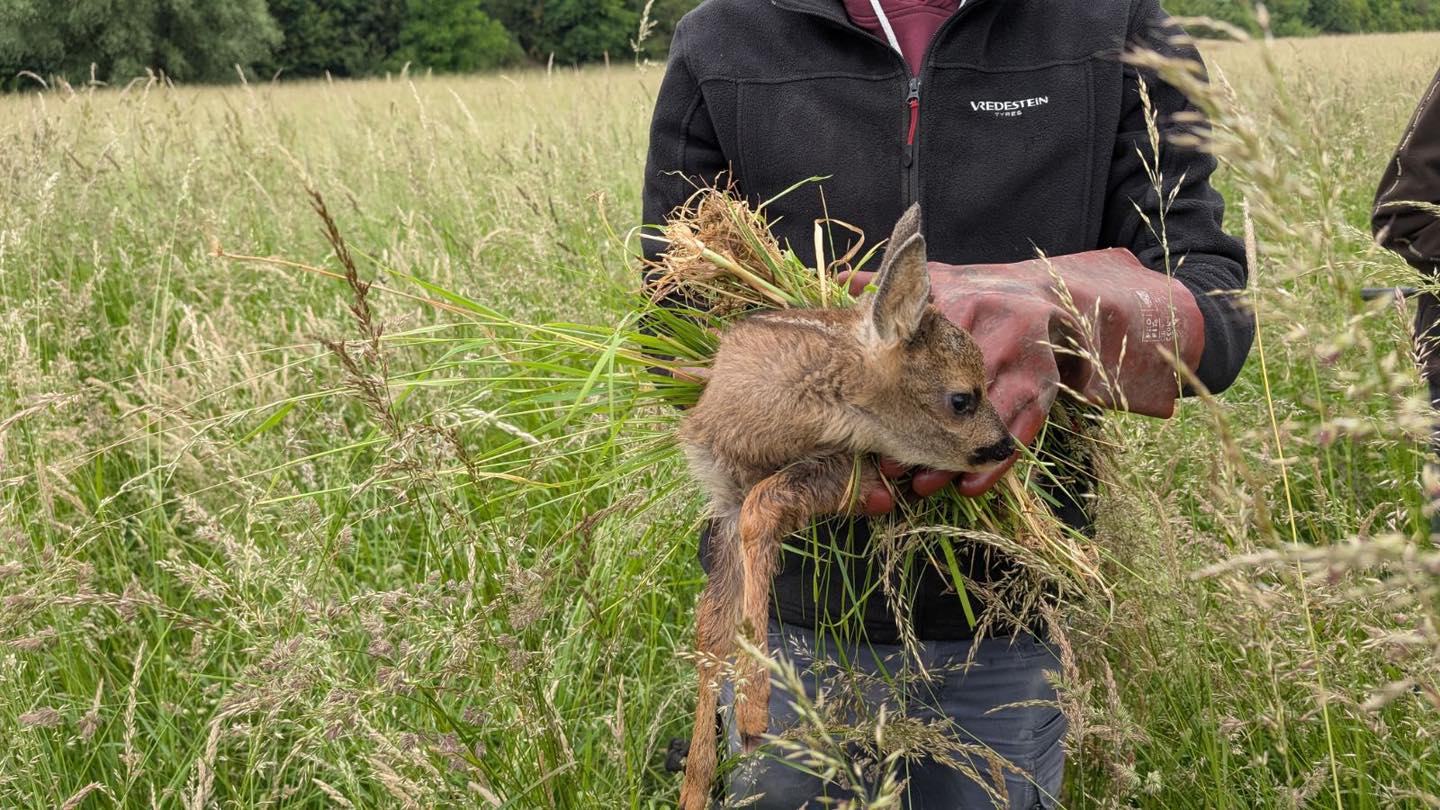 Team 2 rettet zwei weitere Kitze! 🦌💚
Auch unser zweites Team war im Einsatz – und erfolgreich!
🌾 Mit viel Einsatz, Technik und Aufmerksamkeit konnten zwei Rehkitze gefunden und vor dem sicheren Tod durch Mäharbeiten bewahrt werden.
Diese Arbeit ist nur möglich dank des tollen Engagements unserer Helferinnen und Helfer – vielen Dank an das gesamte Team und alle Unterstützer vor Ort! 💪
🙏 Ihr wollt helfen? Dann unterstützt unsere Einsätze mit einer Spende oder teilt diesen Beitrag, damit mehr Menschen von der Rehkitzrettung erfahren. Jeder Beitrag zählt!
Nutzt dazu gerne unsere Paypal-Adresse:
paypal@rehkitzrettung-hannover.de
Oder den direkten Spendenlink:
https://www.paypal.com/donate/?hosted_button_id=QRLKMUJ7MG382
Mehr Infos dazu auf unserem Kanal oder auf unserer Webseite - www.rehkitzrettung-hannover.de!
➡️ Bleibt dran – bald stellen wir euch auch Team 3 vor!
#Rehkitzrettung #Team2 #Tierschutz #Ehrenamt #DrohneImEinsatz #Wärmebildkamera #NaturSchützen #SpendenHilft #Wildtierschutz #Frühjahr2025