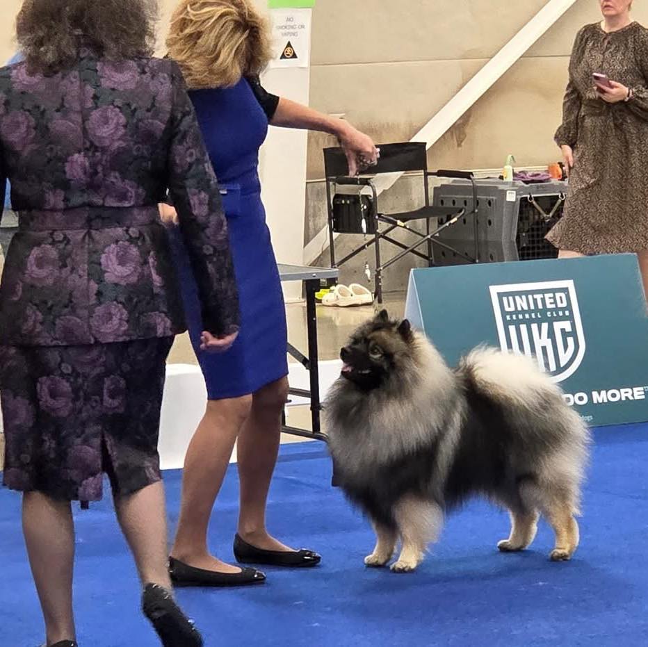 Pam and Dillon are tearing up the rings!
Pam’s post, that I’d like to share….
“Dillon and I had a fun day in Kalamazoo at the UKC TopTen Premier. For those of you who don't know, this was by invitation only. The top 10 of every breed from 2024 were invited. This year there were 409 dogs entered, with 134 different breeds represented. They first have breed competition, then the semi final round followed by the final round. For the semi final round, there were 5 groups of 26 to 29 dogs in each group and 4 dogs from each group were chosen for the final round. I was thrilled that Dillon made that cut. For the final round, there is a panal of 3 judges that make the decision of which of those 20 dogs would be awarded top 10. Dillon was #4!”
#keeshondsofinstagram #dogshows #peregrinekeeshond #keeshond #ukcdogs
