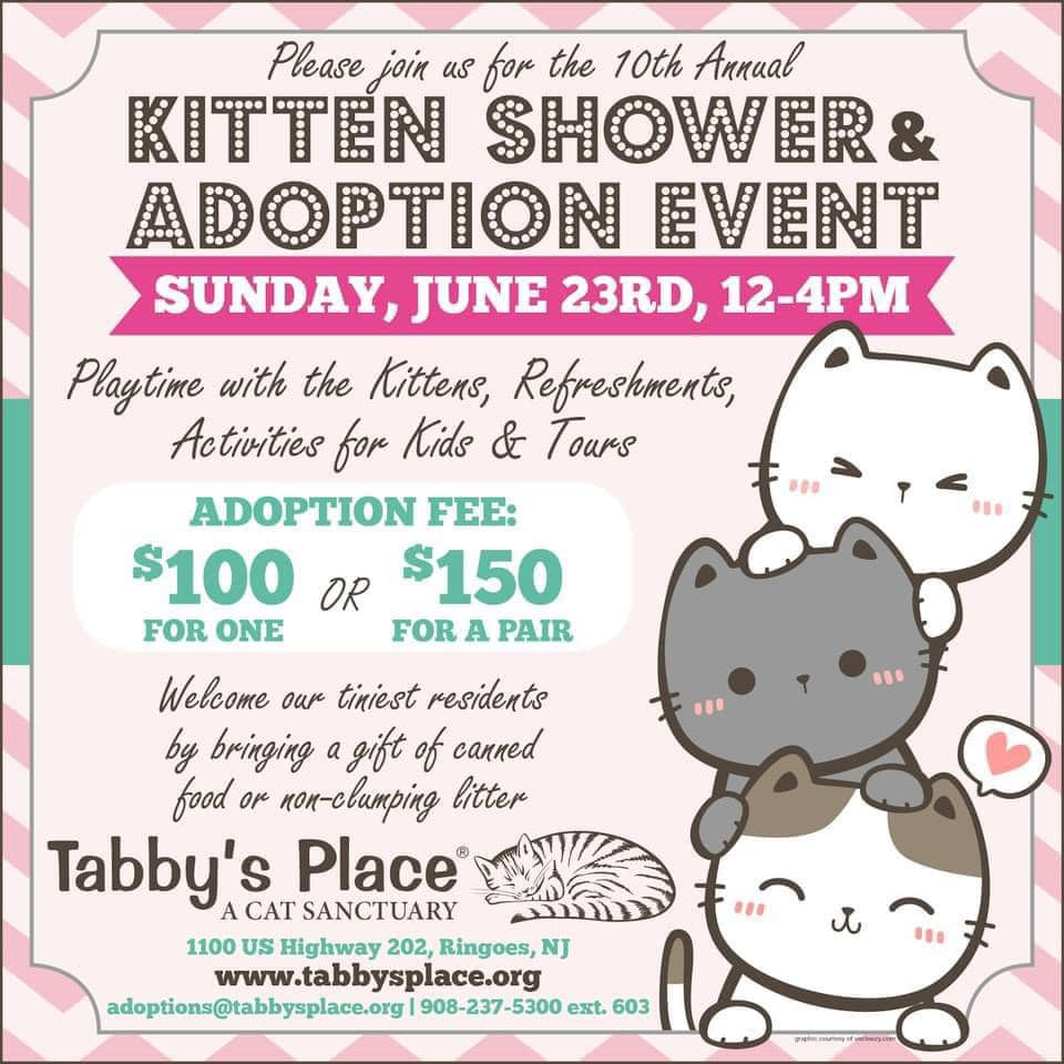 Need a kitten! Go to Tabbys Place!