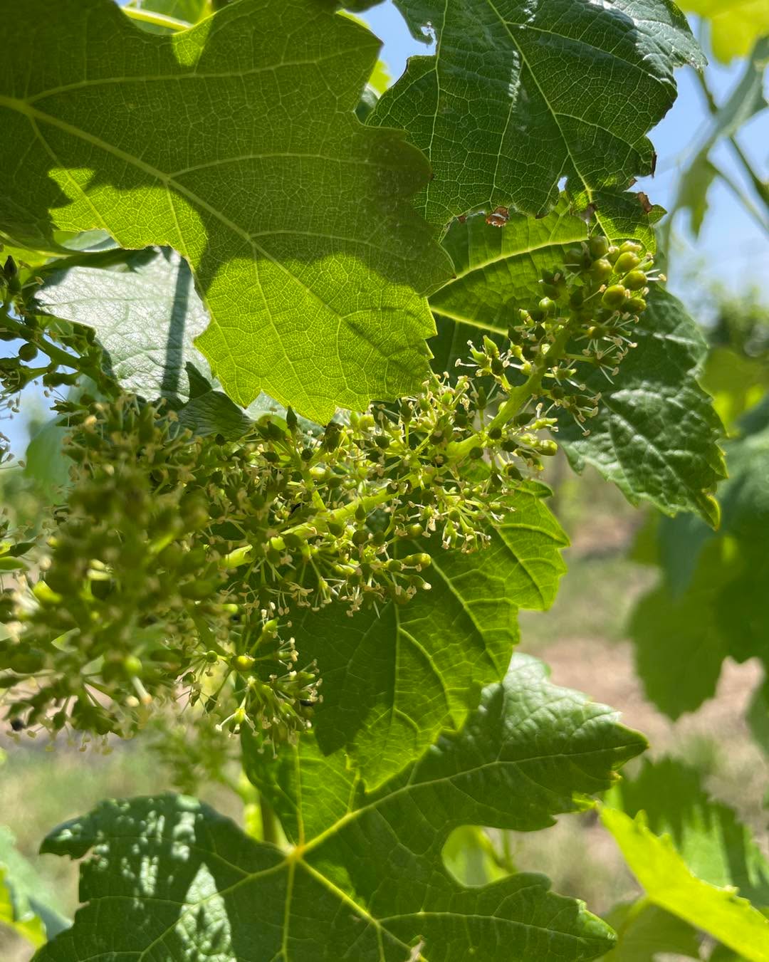 #blütezeit #weingärten #rebblüte #weingutfleckl #Weinviertel #GrünerVeltliner