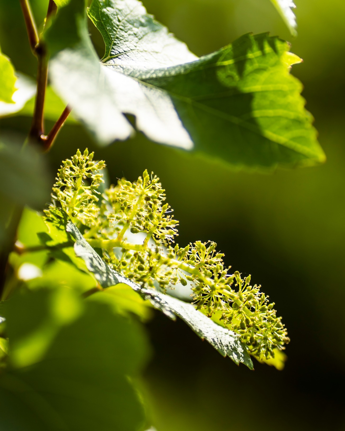 Es blüht im Weingarten! 🎉 Ein großartiger Duft strömt in die Nase, wenn man so zwischen den Reben wandert!🤭 Nach einer alten Regel ist 100 Tage nach der Blüte die Weinlese - also so Mitte September! 🤔 Das würden wir dann als "normales" Jahr bezeichnen! Also Fingers crossed für die nächsten 100 Tage! 🌞😀
.
.
.
#wein #weinberge #weinliebe #weinblüte #weinblüten #langenlois #kamptal #austria #austria🇦🇹 #austrianwine #austrianwinery #wine #vines #vineblossom #pointofview #pointofviewfoto