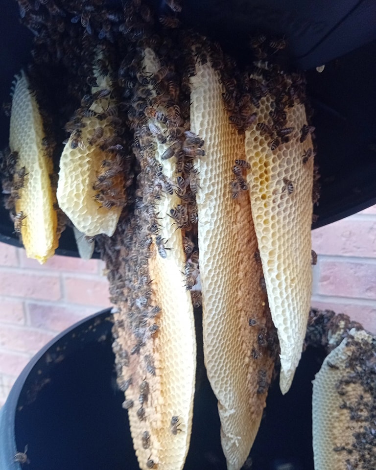 This is a newly established colony we rescued from a compost bin.