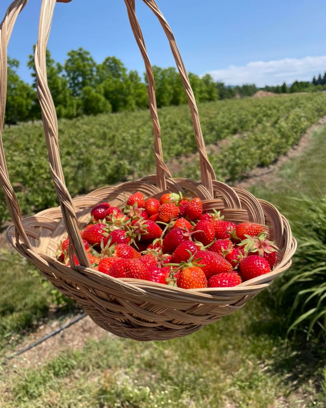 We are going to do a short picking window this evening (June 16) 6-9pm.
Please comment if you will be there!
Once I have enough I'm going to delete the post so screen shot this if you need the info!
Use the atlas entrance.
$3.75 alb. Never sprayed and have not been fertilized for 2 years. Bags and buckets provided.
Cash, venmo or checks written to Kalan Howard.
Spread those leaves! Keep walking if a row doesn't have much at the beginning!
No I don't know the next time we will open as I keep notices short so we don't get too many customers at once.