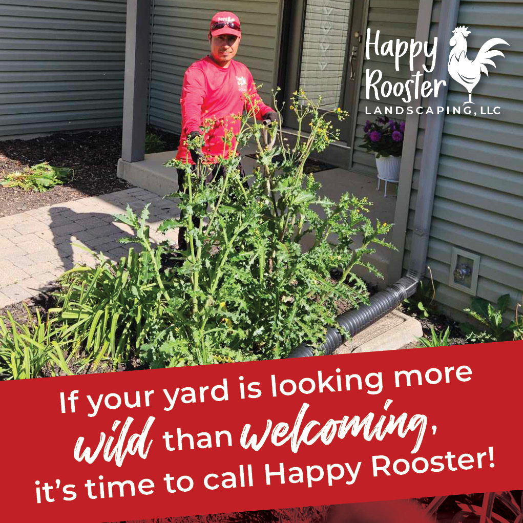 We specialize in turning “What even is that?!” into “Wow, that looks great!” Message us and let’s tame that yard! Visit us at www.HappyRoosterLandscaping.com
#LawnGoals #TameThatYard #HappyRoosterLandscaping #CurbAppeal