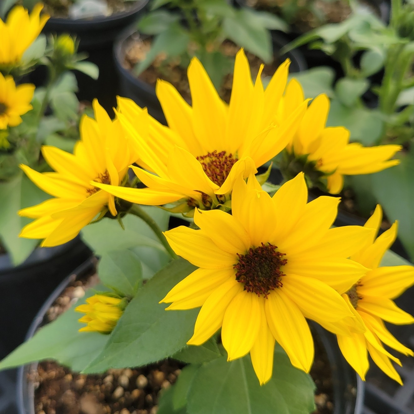 Thanks for another incredible season! 🎉 Sunday, June 22nd, will be our last day of this year. So starting today, all plants will be 60% off until we close for the year! 🌱
#creekside #creeksidegreenhouses #creeksidegreenhouse #creeksidegreenhousesmn #greatseason #endofseason #flowers #summertimer #60off #almostclosingday #smallbusiness #9yearsofbusiness #localsupport #sunflowers #localgrower #greenhouses #plantnerd