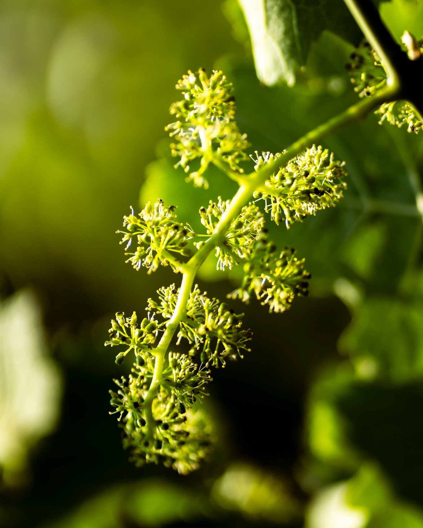 Es blüht im Weingarten! 🎉 Ein großartiger Duft strömt in die Nase, wenn man so zwischen den Reben wandert!🤭 Nach einer alten Regel ist 100 Tage nach der Blüte die Weinlese - also so Mitte September! 🤔 Das würden wir dann als "normales" Jahr bezeichnen! Also Fingers crossed für die nächsten 100 Tage! 🌞😀
.
.
.
#wein #weinberge #weinliebe #weinblüte #weinblüten #langenlois #kamptal #austria #austria🇦🇹 #austrianwine #austrianwinery #wine #vines #vineblossom #pointofview #pointofviewfoto