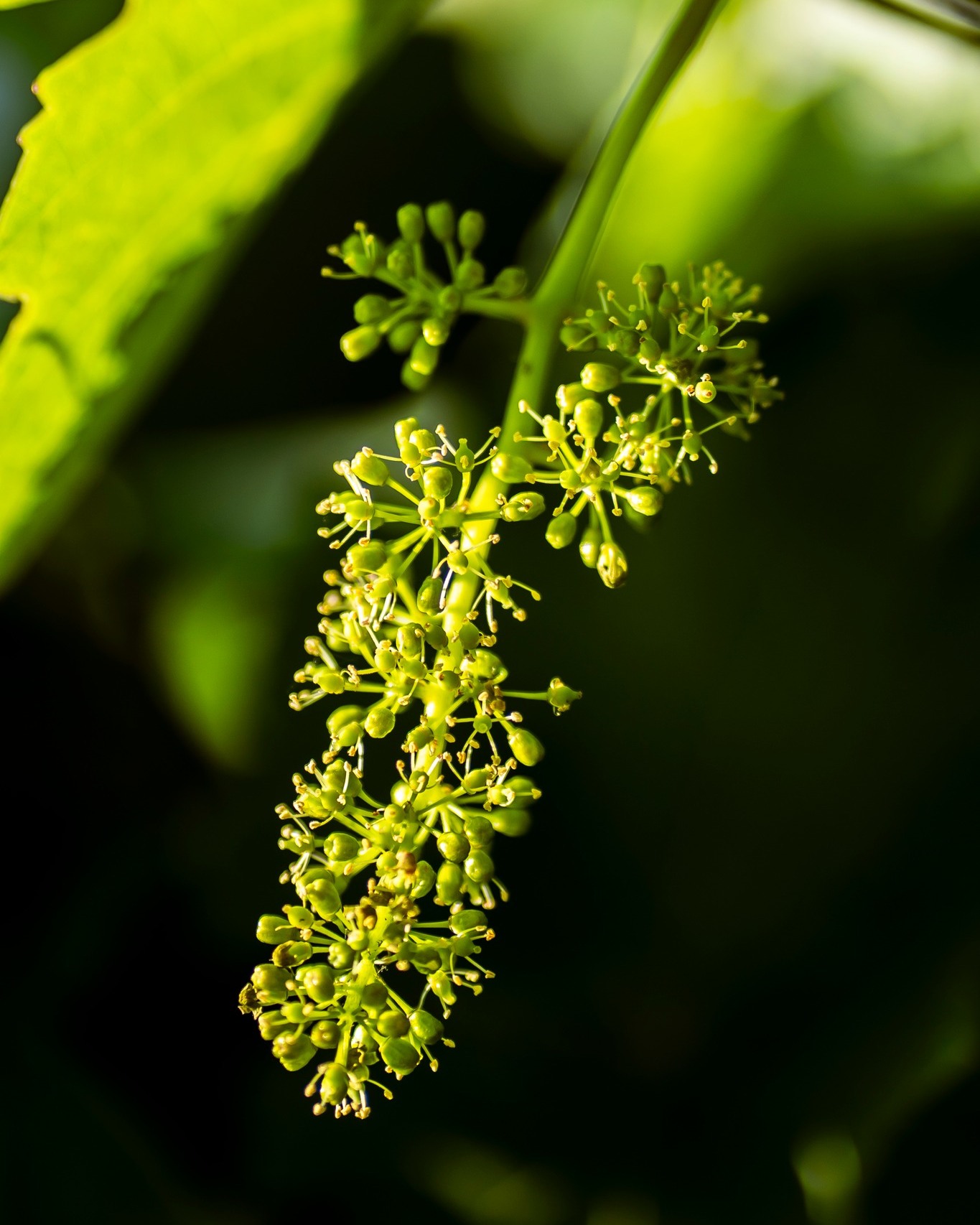 Es blüht im Weingarten! 🎉 Ein großartiger Duft strömt in die Nase, wenn man so zwischen den Reben wandert!🤭 Nach einer alten Regel ist 100 Tage nach der Blüte die Weinlese - also so Mitte September! 🤔 Das würden wir dann als "normales" Jahr bezeichnen! Also Fingers crossed für die nächsten 100 Tage! 🌞😀
.
.
.
#wein #weinberge #weinliebe #weinblüte #weinblüten #langenlois #kamptal #austria #austria🇦🇹 #austrianwine #austrianwinery #wine #vines #vineblossom #pointofview #pointofviewfoto