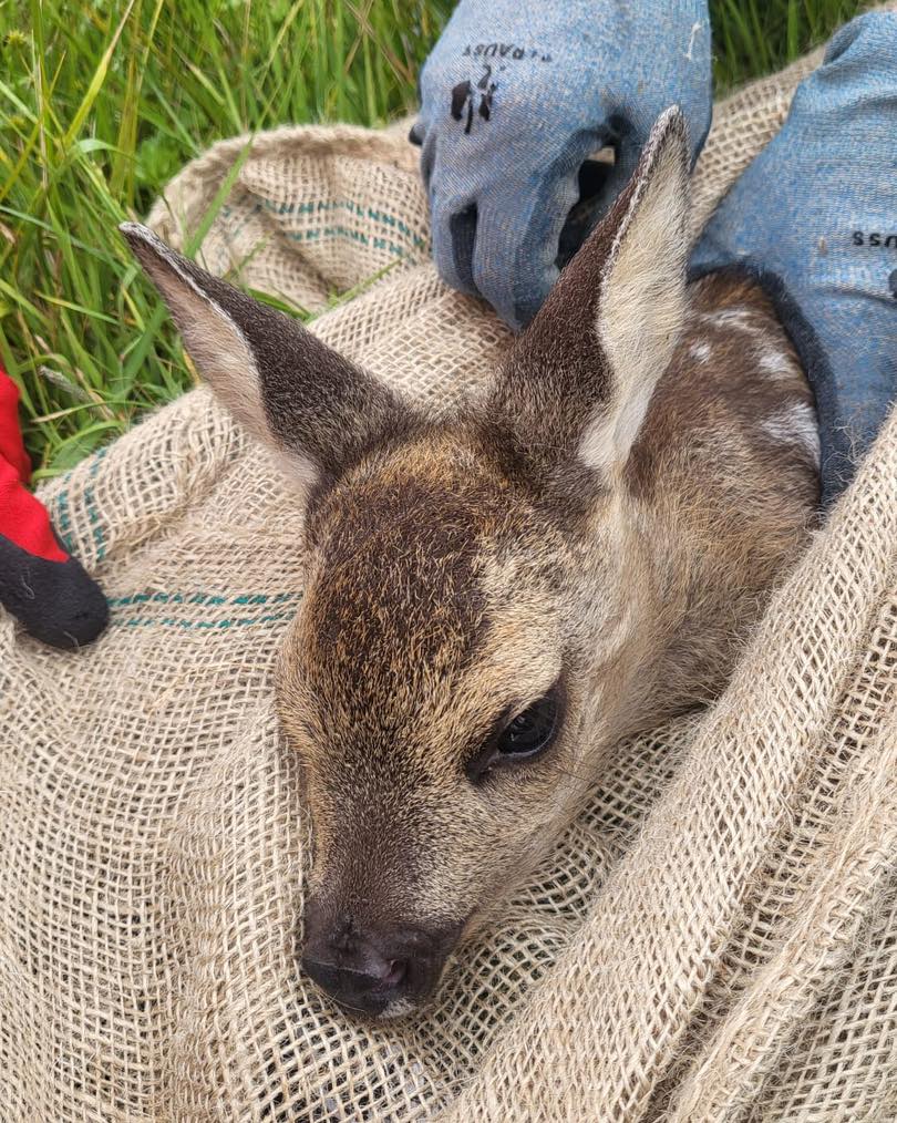 🦌 Team 3 im Einsatz – 3 Kitze und eine Überraschung!
Früh unterwegs und mit viel Einsatzbereitschaft konnte unser Team 3 gleich 3 Rehkitze retten – und das auf beeindruckenden 40 Hektar!
📍 Einsatzgebiet: Brelingen
🌾 Abgesucht: 8 Felder
📐 Fläche: 40 Hektar
🦌 3 gerettete Rehkitze
🦆 Besonderer Fund: Ein Nest mit mutmaßlichen Enteneiern – natürlich direkt in sichere Obhut zum Ausbrüten übergeben. Wir sind gespannt, ob bald Küken schlüpfen! 🐣
Solche Funde zeigen einmal mehr, wie wichtig jeder einzelne Einsatz ist – und wie vielfältig unsere Natur uns überrascht. Danke an das gesamte Team für diesen großartigen Einsatz!
Bitte unterstützt unsere Arbeit mit einer Spende oder teilt diesen Beitrag, damit noch mehr Menschen von der Rehkitzrettung erfahren.
Nutzt dazu gerne unsere Paypal-Adresse:
📩 paypal@rehkitzrettung-hannover.de
Oder den direkten Spendenlink:
🔗 https://www.paypal.com/donate/?hosted_button_id=QRLKMUJ7MG382
Mehr Infos dazu auf unserem Kanal oder auf unserer Webseite:
🌐 www.rehkitzrettung-hannover.de
#Rehkitzrettung #Team3 #Naturentdecken #Wildtierschutz #Ehrenamt #KitzeRetten #Frühaufsteher #Tierschutz #DrohneimEinsatz #Enteneier #SpendenHilft #Hannover #hannovercity