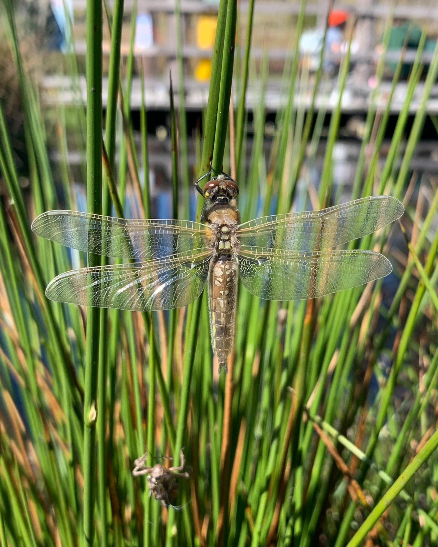Dragonflies and damselflies have started to emerge, and you might spot them zipping over ponds, streams, and lochs!
Here’s a photo of a four-spotted chaser dragonfly that had just emerged during a pond dipping session at Aigas Community Forest last week.
Look closely at the bottom of the photo—you can see the case it crawled out of! This is called an exuvia (a fancy science word), and it’s what the young dragonfly, called a nymph, looks like before it transforms.
Dragonfly nymphs live underwater in rivers, ponds, and lochs for most of their lives. While they’re down there, they’re fierce little predators—snacking on aquatic insects, tadpoles, and even tiny fish!
We saw loads of dragonflies at the pond last week—though they were way too fast to catch!
.
.
.
#Dragonfly #Exuvia #NatureFacts #NatureFact #Aigas #EnvironmentalEducation #OutdoorEducation #NaturedaysAtAigas #AigasFieldCentre #Wildlife #WildlifeEducation #WildlifeDiscovery #WildlifeDetectives #NatureDetectives #NatureEducation #DiscoverNature #Nature_Lovers #Highlands #Scotland