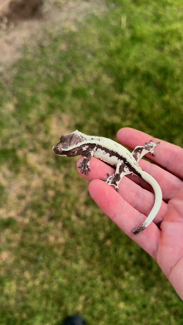 Sable Lilly Axanthic is one combo that looks GOOD. Bonus when there’s a little EB mixed 😉
#crestedgeckosofinstagram #axanthiccrestedgecko #sablecrestedgecko #sableaxanthiclillywhite #rubyreptiles