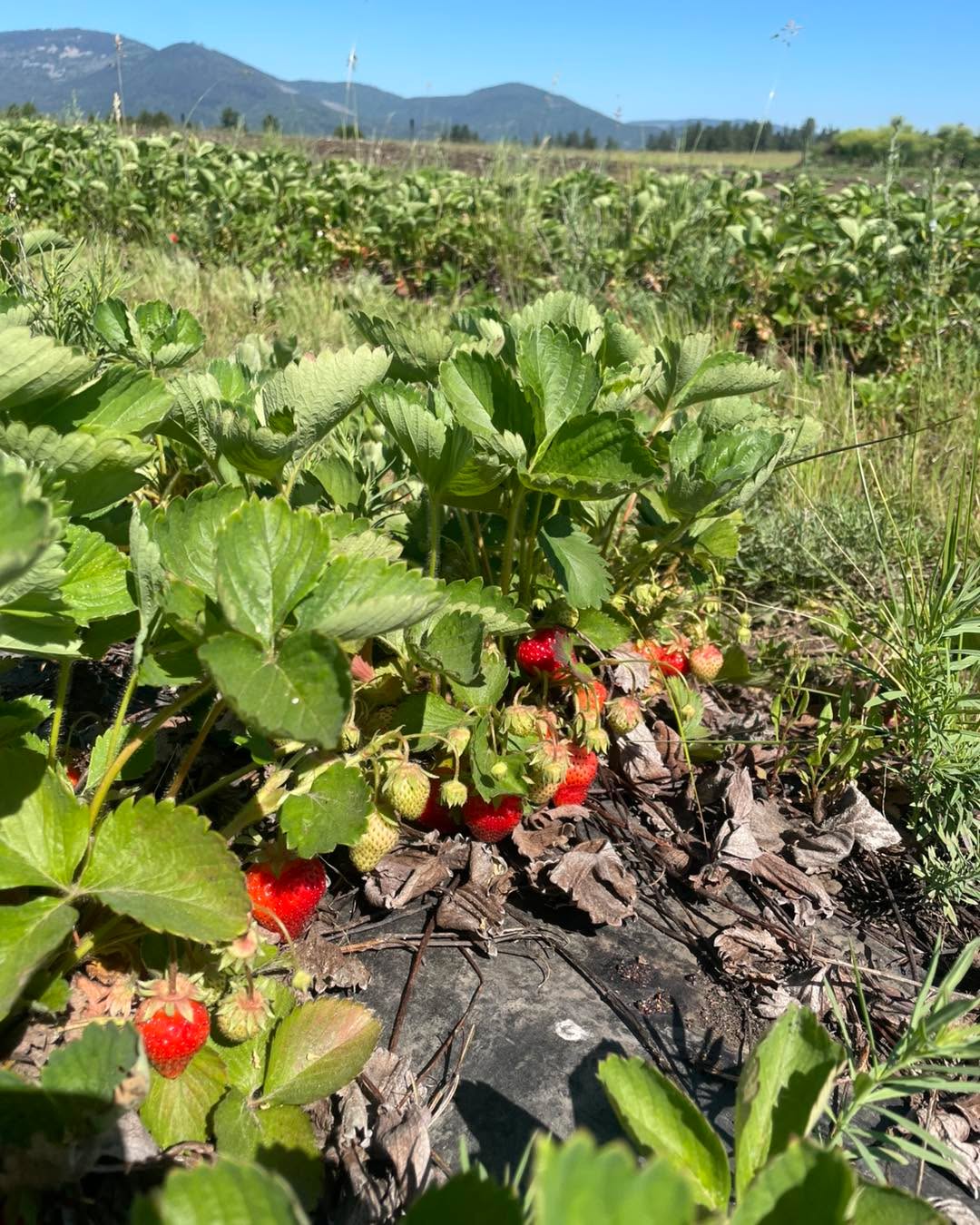 We are going to do a picking window tomorrow morning (June 18th) 8am until picked out.
Please comment if you will be there!
Most of the big berries are gone for now but still lots of medium and small berries out there.
Once I have enough I will update this post saying all spots have been filled, screen shot this if you need the info!
Use the Atlas entrance.
$3.75 a lb. Never sprayed and have not been fertilized for 2 years. Bags and buckets provided.
Cash, venmo or checks written to Kalan Howard.
Spread those leaves!
Keep walking if a row doesn't have much at the beginning!
No I don't know the next time we will open as I keep notices short so we don't get too many customers at once.
