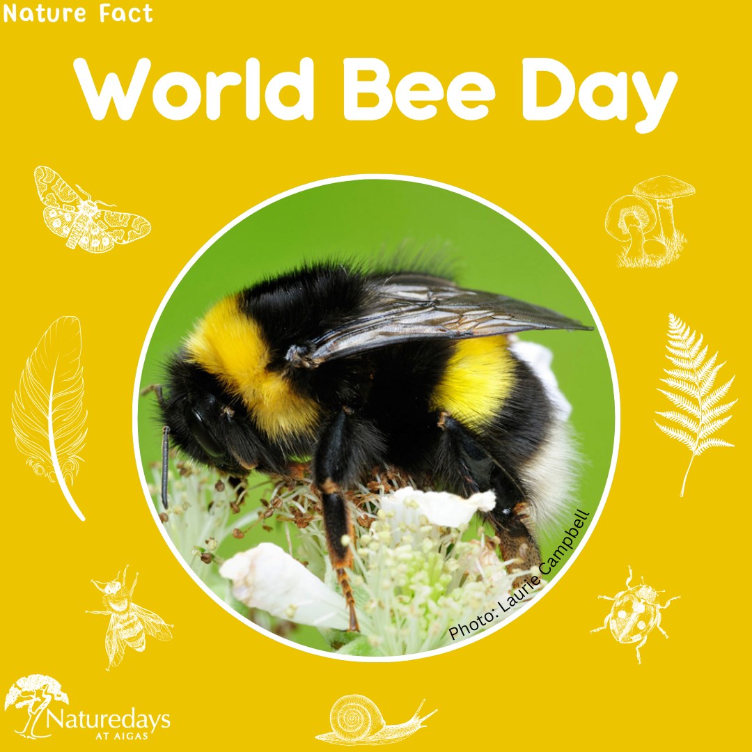 Today is World Bee Day! 🐝
We have started seeing lots of different bees around Aigas now that we’re approaching summer including common carder bees, blaeberry bumblebees and mining bees! To celebrate, here are some fun bee facts for you…
🐝 There are over 250 different bee species in the UK! This includes the honeybee, bumblebees and solitary bees.
🐝 Bees love the colour purple! They see colours differently to us and their eyes are particularly drawn to the colours purple and blue.
🐝 Bees can flap their wings over 200 times a second! This causes the buzzing sound that you hear when a bee is nearby.
🐝 Without bees, we wouldn’t have apples, strawberries, tomatoes or pumpkins! Through expert pollination, they help to produce around one third of the food that we eat. So during your next meal, take a moment to thank the bees for all of their hard work!
.
.
.
#WorldBeeDay #Bees #NatureFacts #NatureFact #Aigas #EnvironmentalEducation #OutdoorEducation #NaturedaysAtAigas #AigasFieldCentre #Wildlife #WildlifeEducation #WildlifeDiscovery #WildlifeDetectives #NatureDetectives #NatureEducation #DiscoverNature #Nature_Lovers #Highlands #Scotland