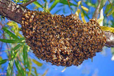 🚨 Swarm Alert in South Yorkshire? 🐝
Seen a ball of buzzing bees in your garden, tree, or fencepost? Don't panic—we do free honeybee swarm collections across South & East Yorkshire and surrounding areas! (dependent on availability).
📍 Local 💛 Bee-friendly
Let’s keep bees safe and out of your BBQ!
👉 Snap a pic and message us now
📞 Or call direct: 07352347947
We only collect honeybees—so no bumblebees or wasps, sorry!
#PollinationNation #apiaryantics #SouthYorkshireHoney #bees #UKBees #womenbeekeepers #sustainablebeekeeping #BeeFriendly