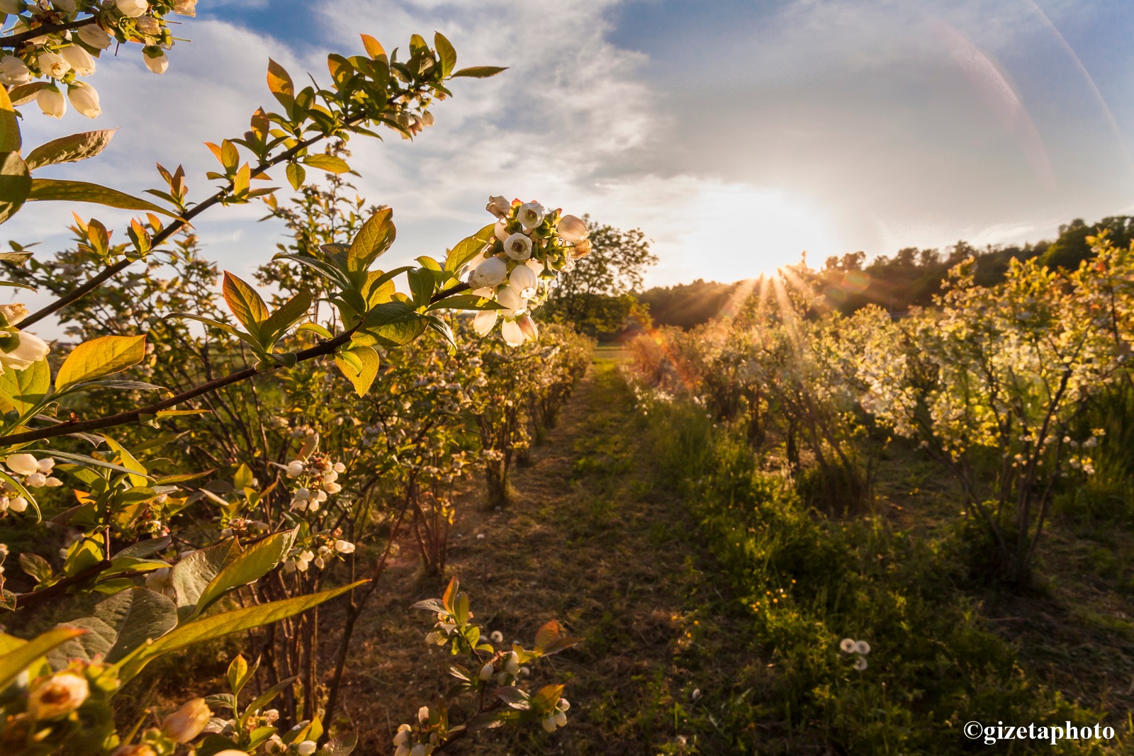 ๐ซ ๐บ๐๐๐๐ ๐
๐๐ ๐ด๐๐๐๐๐๐๐ 2025 โ ๐ช๐๐๐๐๐ ๐
๐ ๐ด๐๐๐๐๐๐๐๐๐๐
๐ XI Edizione
Con il cuore colmo di gratitudine, il Comune di Moncrivello desidera rivolgere un sentito ringraziamento a tutti coloro che hanno reso possibile questa meravigliosa edizione della ๐บ๐๐๐๐ ๐
๐๐ ๐ด๐๐๐๐๐๐๐.
๐ Grazie a volontari, associazioni, espositori, artisti, visitatori e a tutti i cittadini che, con passione e collaborazione, hanno contribuito al successo dellโevento.
Insieme abbiamo celebrato il gusto, la tradizione e la bellezza del nostro territorio!
๐ Alla prossima edizione!
-
-
-
-
#GrazieDiCuore #SagraDelMirtillo2025 #ComuneDiMoncrivello #OrgoglioLocale #TradizioneEccellenzaPassione