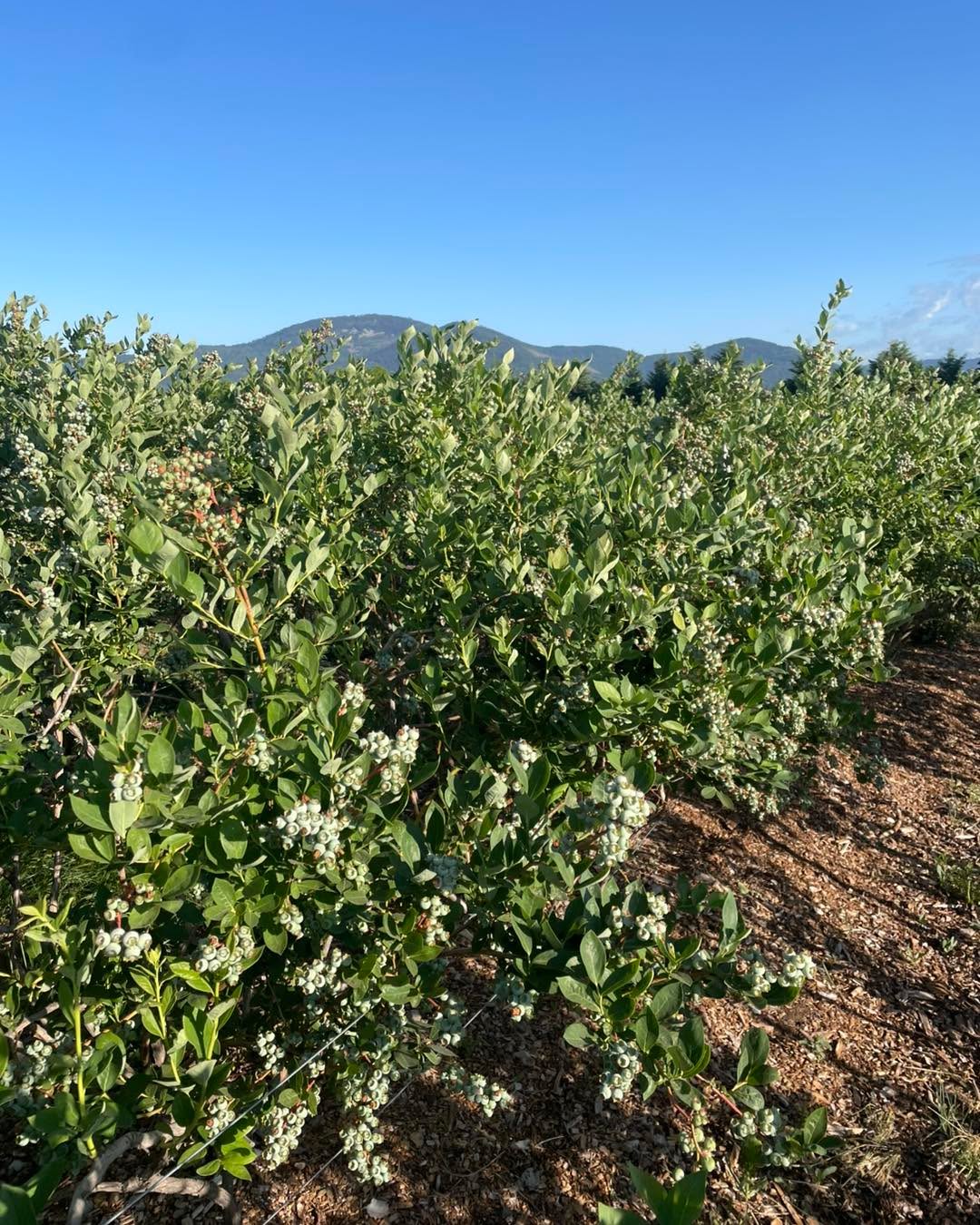 You guys picked a ton of strawberries today! I’ll assess the field tonight but will likely give it a break for a few days during this cool spell.
The blueberry crop will be our best one yet with our new fields starting to come into production! Even a few berries turning color out there. Still several weeks until we can open for blueberries.