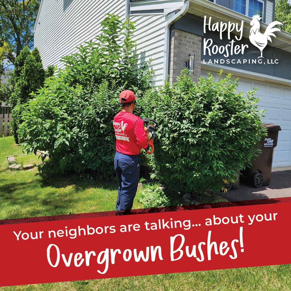 😬Overgrown? Out of control? We’ll shape things up in no time. Message us at 224-808-4353 for a free, no-pressure estimate.
#NoBushTooBig #BushControl #LandscapeGlowUp #HedgeHappens #HappyRoosterLandscaping