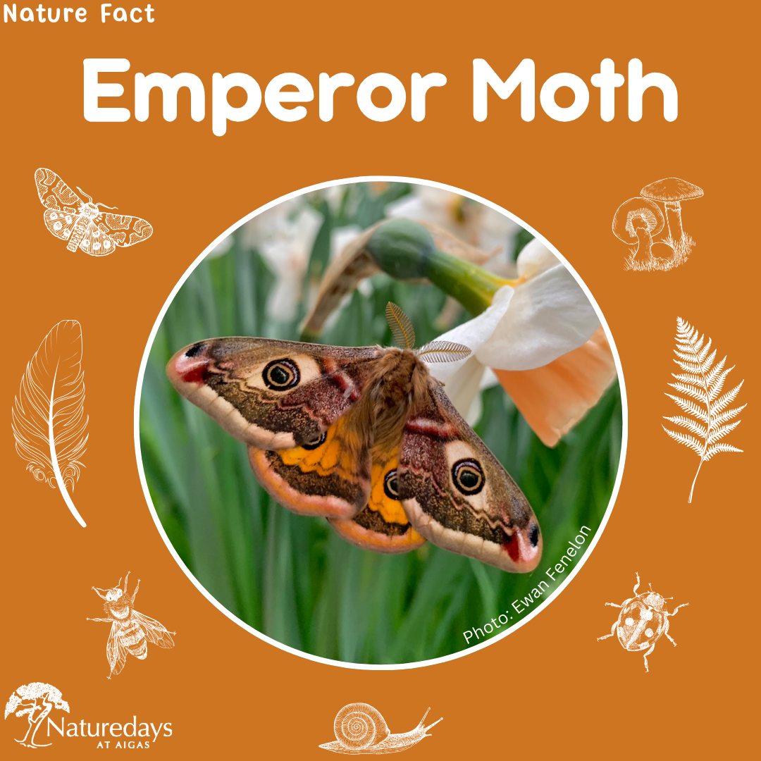This week’s nature fact is about the emperor moth!
🦋 You can see these beautiful insects flying from late March through to early June across Scotland. Have you seen one yet?
🦋 Pictured here is a male with its rufous brown forewings and vivid orange hindwings. The females are larger and have greyish wings.
🦋 The males fly quickly over heathland, sand dunes and grassland in search of a mate.
🦋 They have eyespots on their wings which look like the eyes of a much bigger animal. These are used to scare away predators like birds.
🦋 The adults don’t have mouths! They just live long enough to mate and lay eggs.
.
.
.
#Moth #EmperorMoth #NatureFacts #NatureFact #Aigas #EnvironmentalEducation #OutdoorEducation #NaturedaysAtAigas #AigasFieldCentre #Wildlife #WildlifeEducation #WildlifeDiscovery #WildlifeDetectives #NatureDetectives #NatureEducation #DiscoverNature #Nature_Lovers #Highlands #Scotland