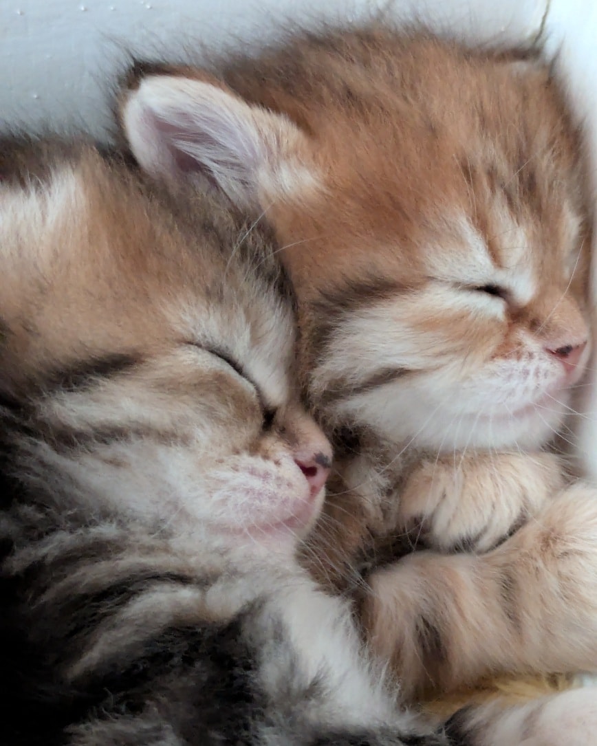 Warning Cuteness Overload
Saffy's babies are just adorable, now 4 weeks old they are starting to find their feet and explore , she is a very proud mum and rightly so .