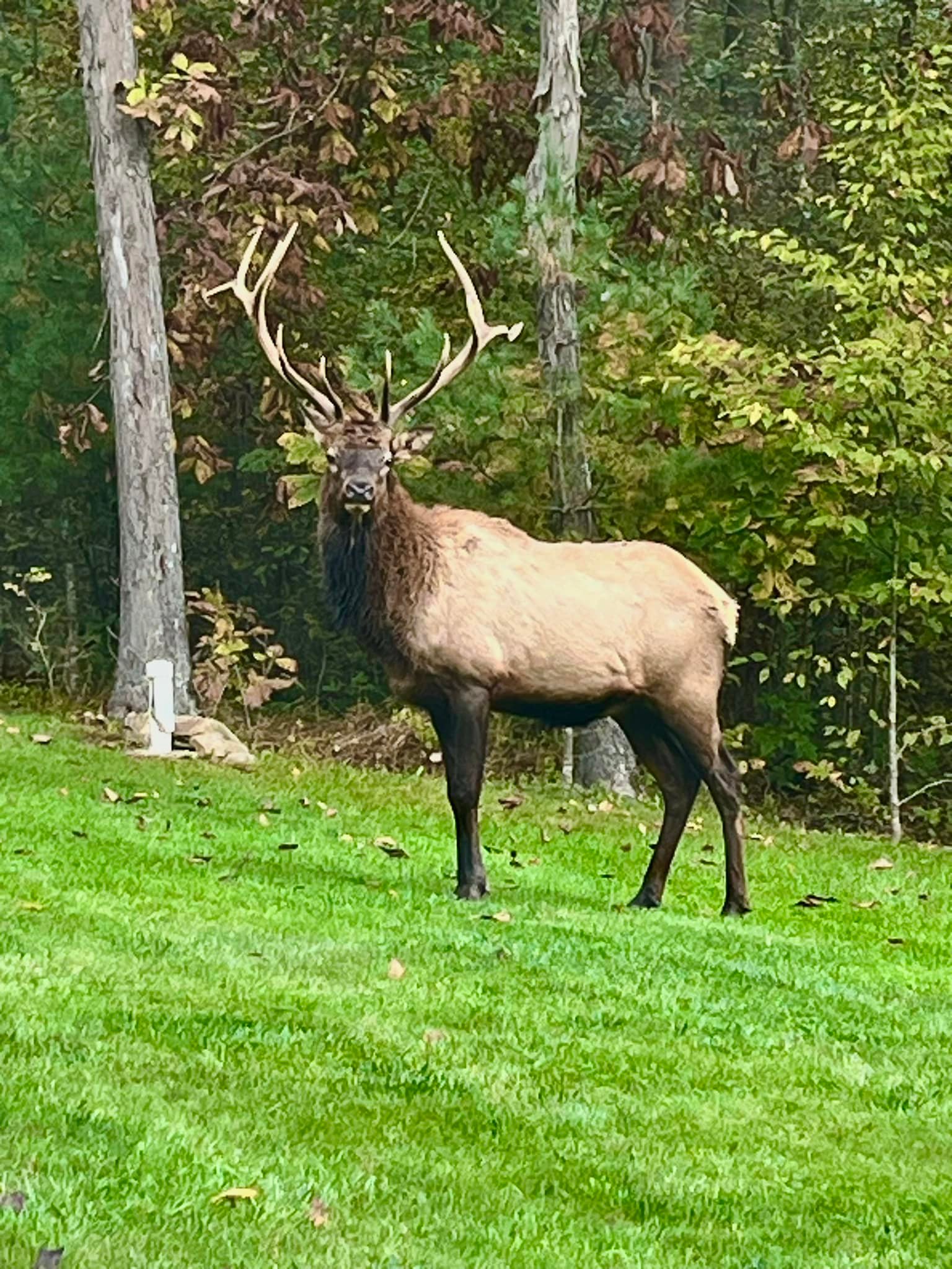 This guy crossed my path this morning!