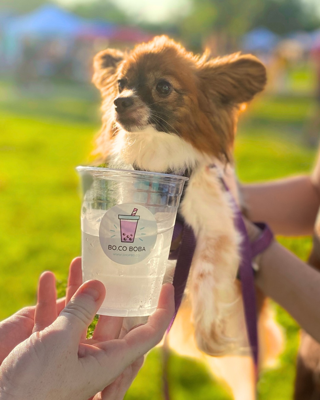 Free drinks, if you've got four legs 🐶