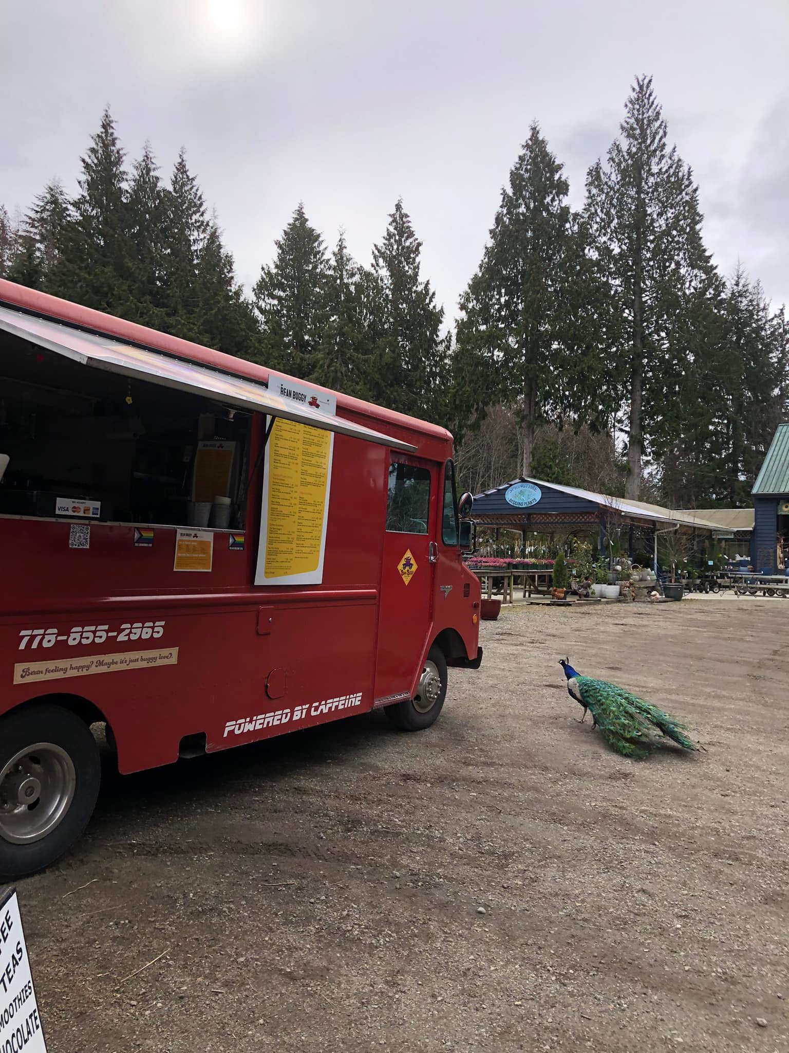 La vida in en la Riviera de powell River !! Pavo real 🦚 y todo !