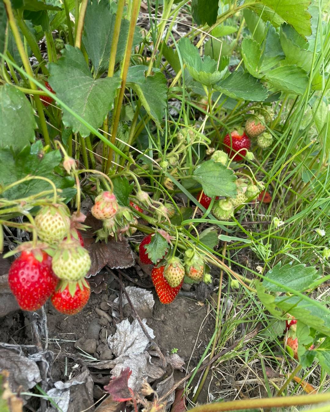 We are going to do a short picking window this evening (June 23rd) 4-6pm.
Please comment if you will be there!
Berry size is decreasing as the season goes on, lots of medium and small berries though and the pink flagged varieties flavor is outstanding.
Once I have enough I may delete the post so screen shot this if you need the info!
Use the Atlas entrance.
$3.75 a lb. Never sprayed and have not been fertilized for 2 years. Bags and buckets provided.
Cash, venmo or checks written to Kalan Howard.
Pink flagged rows are your best picking. Specifically the pink rows at the southern end down my the wood chip pile.
Spread those leaves! Keep walking if a row doesn't have much at the beginning!
No I don't know the next time we will open as I keep notices short so we don't get too many customers at once.