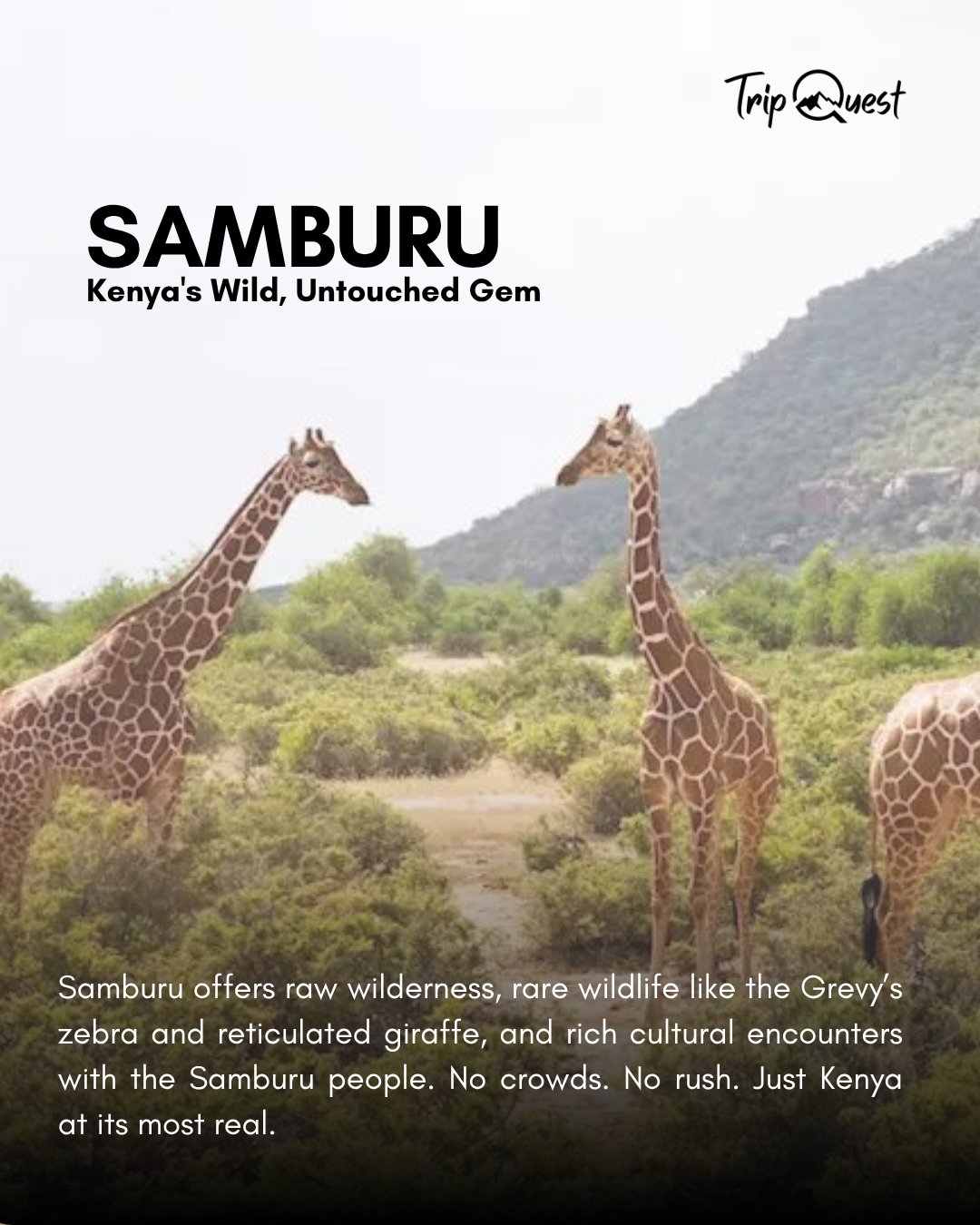 🦓 Not your typical safari—and that’s the point.
Samburu offers raw wilderness, rare wildlife like the Grevy’s zebra and reticulated giraffe, and rich cultural encounters with the Samburu people. No crowds. No rush. Just Kenya at its most real.
📍Go beyond the usual with Trip Quest — your journey to the wild starts here.
#SamburuUnfiltered #TripQuestSafari #RareKenya #SamburuMagic #WildWithTripQuest