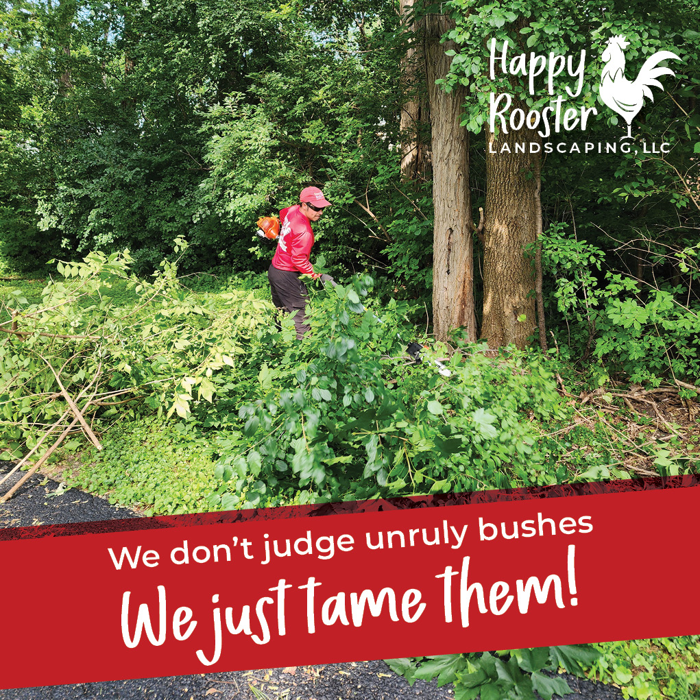 Professional trimming that keeps your yard looking sharp (and your neighbors jealous). Message us at 224-808-4353 for a free, no-pressure estimate.
#NoBushTooBig #TidyYardClub #LandscapeGlowUp #HedgeHappens #HappyRoosterLandscaping