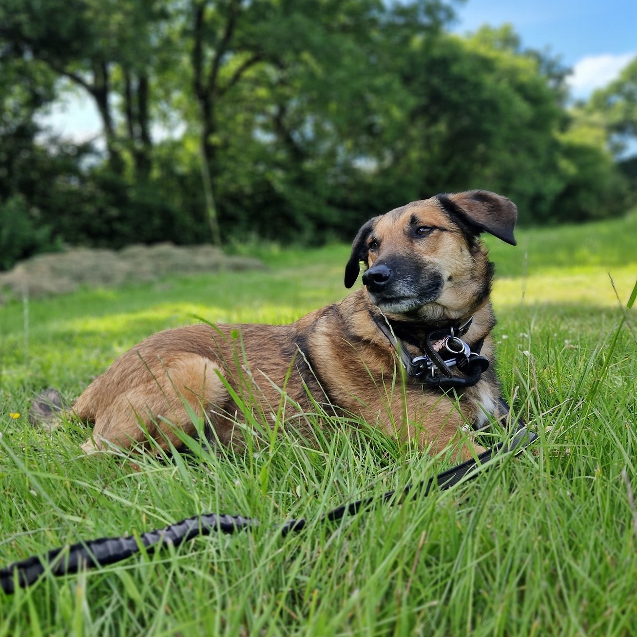 We're just back from a couple of weeks in sunny Cornwall so looking forward to setting some trails again this weekend.
My trailing buddy, Samson, managed to cut his leg the day before we went, but thankfully, he's all recovered now - he's happy on a lead just sniffing, so he managed fine for a couple of weeks. It reminds me why trailing is so great. Dogs get all the pleasure of happy hormones, without the need for the adrenaline rush of chase or run play that 'fills their bucket'!
There are still some places available on the Introduction to Trailing Workshop - we'll cover mantrails, pet trails and line handling too in a fun-packed morning!
Find out more at www.dogtrailing.co.uk
#mantrailing #dogtraining #pettrailing