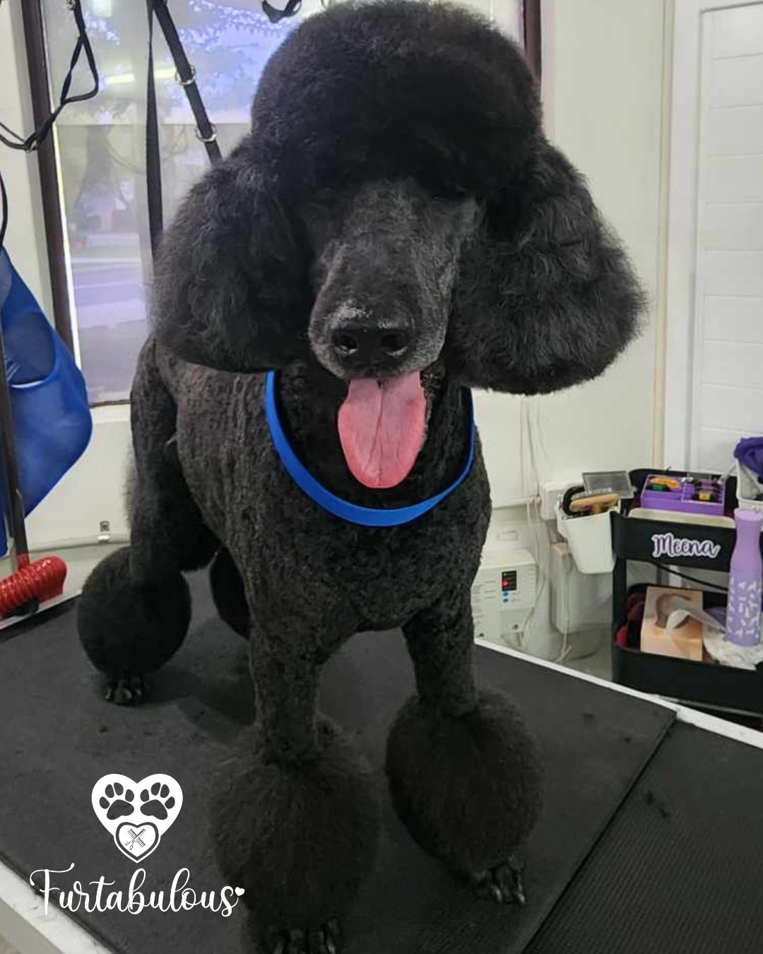 Pretty Poodle 😍💙🐾
Yes, we can indeed make your poodle "not look like a poodle" but we also love making them look like one too 😉💙🐾