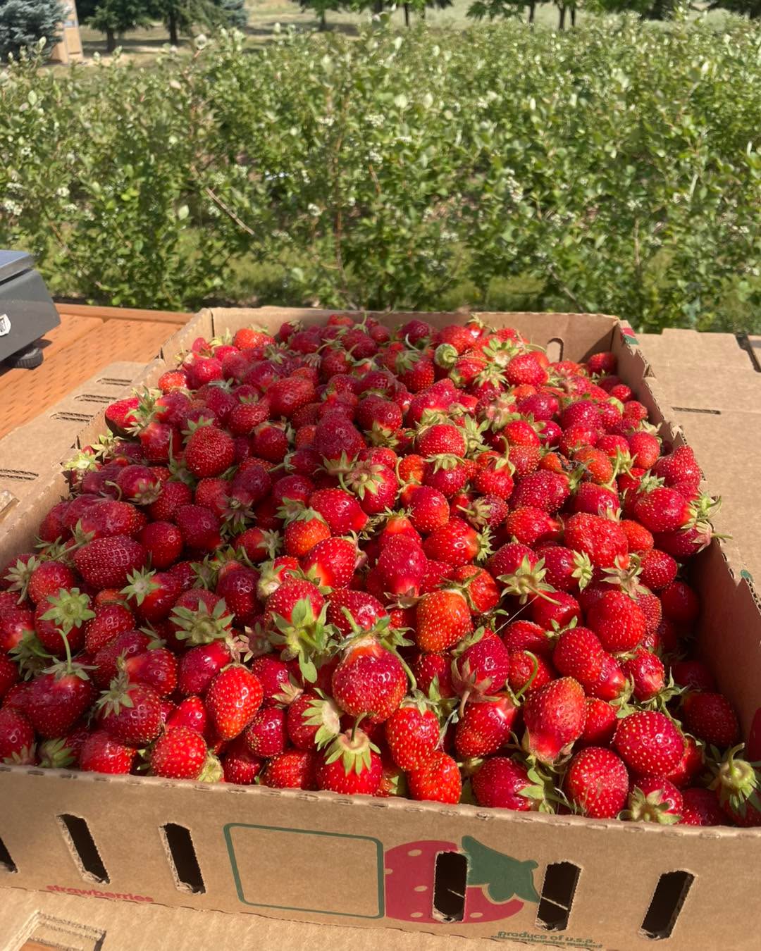 My 2 girls and I picked this 17 lbs in 22 minutes this morning. We do know the best spots though 😉
We are going to do a short picking window this evening (June 25th) 4-5:30pm.
Please comment if you will be there!
Berry size is decreasing as the season goes on, lots of medium and small berries though and the pink flagged varieties flavor is outstanding.
Once I have enough I may delete the post so screen shot this if you need the info!
Use the Atlas entrance.
$3.75 a lb. Never sprayed and have not been fertilized for 2 years. Bags and buckets provided.
Cash, venmo or checks written to Kalan Howard.
Pink flagged rows are your best picking.
Specifically the pink rows at the southern end down my the wood chip pile.
Spread those leaves! Keep walking if a row doesn't have much at the beginning!
No I don't know the next time we will open as I keep notices short so we don't get too many customers at once.