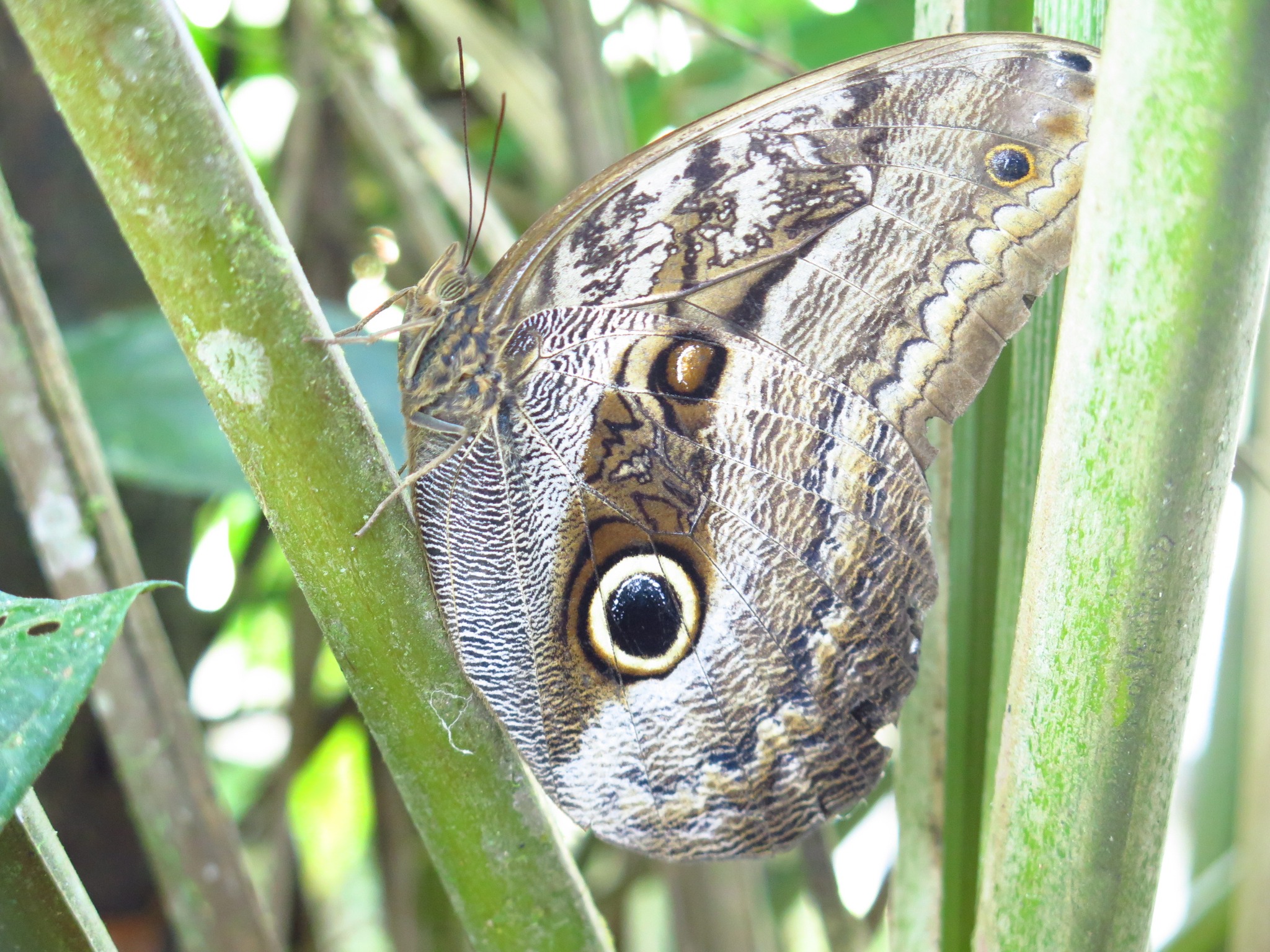 🦋 It looks like an eye… but it’s a wing.
Nature’s illusions live in Santa Luc