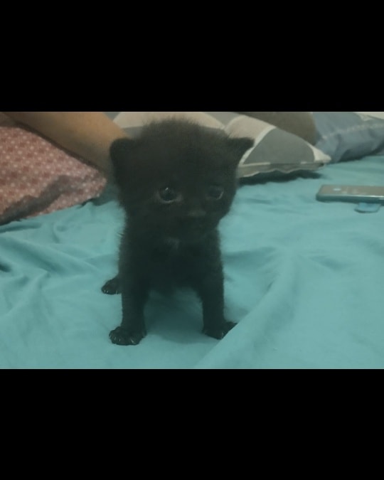 Urgence sur St Didier d'Aussiat
Un chatton d'une maman sauvage à été trouvé. Il est chez une amie, elle lui cherche une maman adoptive (humaine ou chat non sevré).
Si possibilité trouver une asso pour capturer la mère et le petit aussi.
Merci.
Justine