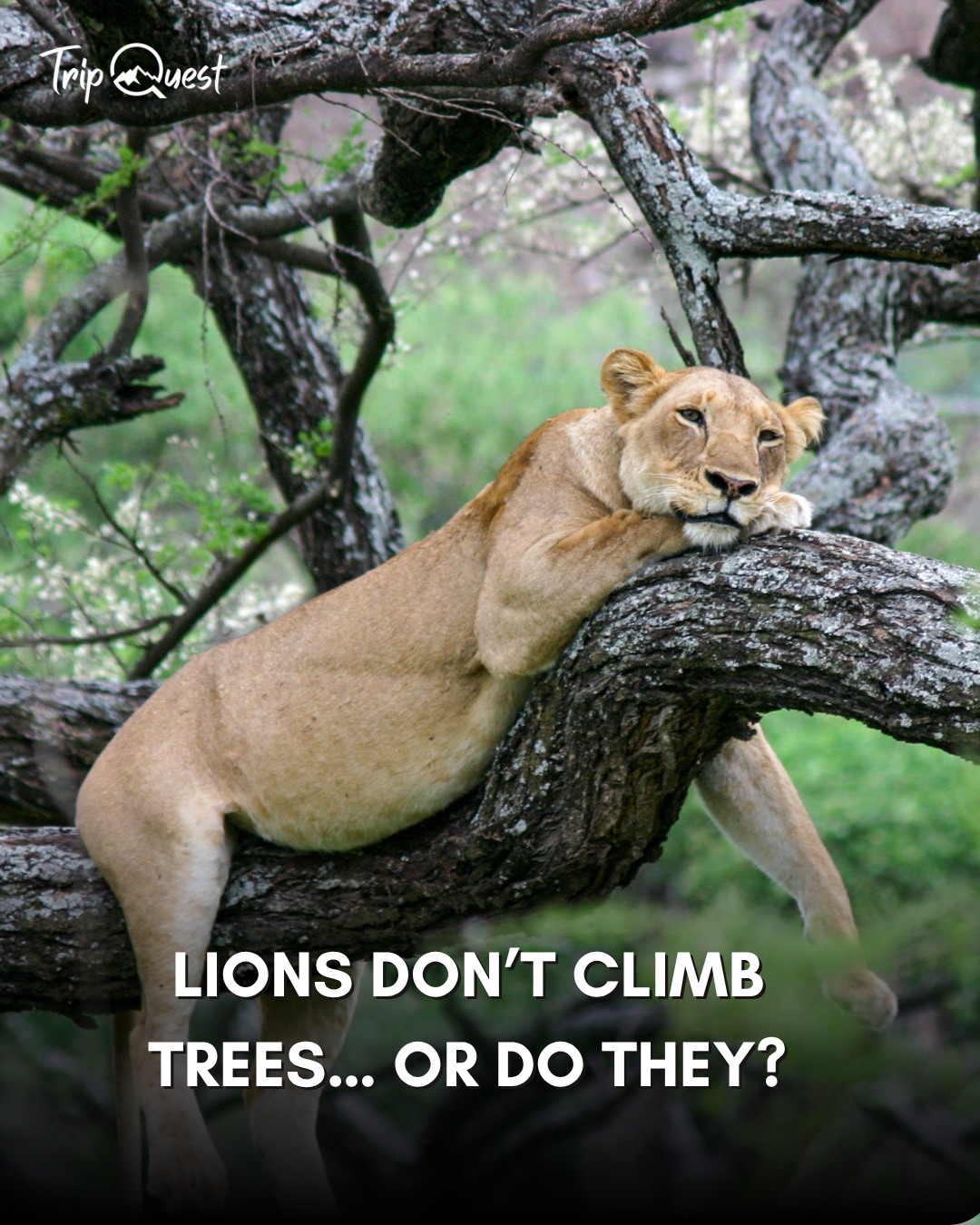 Want to see a lion up in a tree with your own eyes?
Let Trip Quest take you there—safaris designed for the curious.
📍 Tree-climbing lions await in Lake Manyara & Serengeti!
📩 DM us to plan your wild escape.
#TripQuestSafari #TreeClimbingLions #WhyLionsClimb #SafariFacts #LakeManyara #SerengetiSafari #WildKenya #TanzaniaWildlife