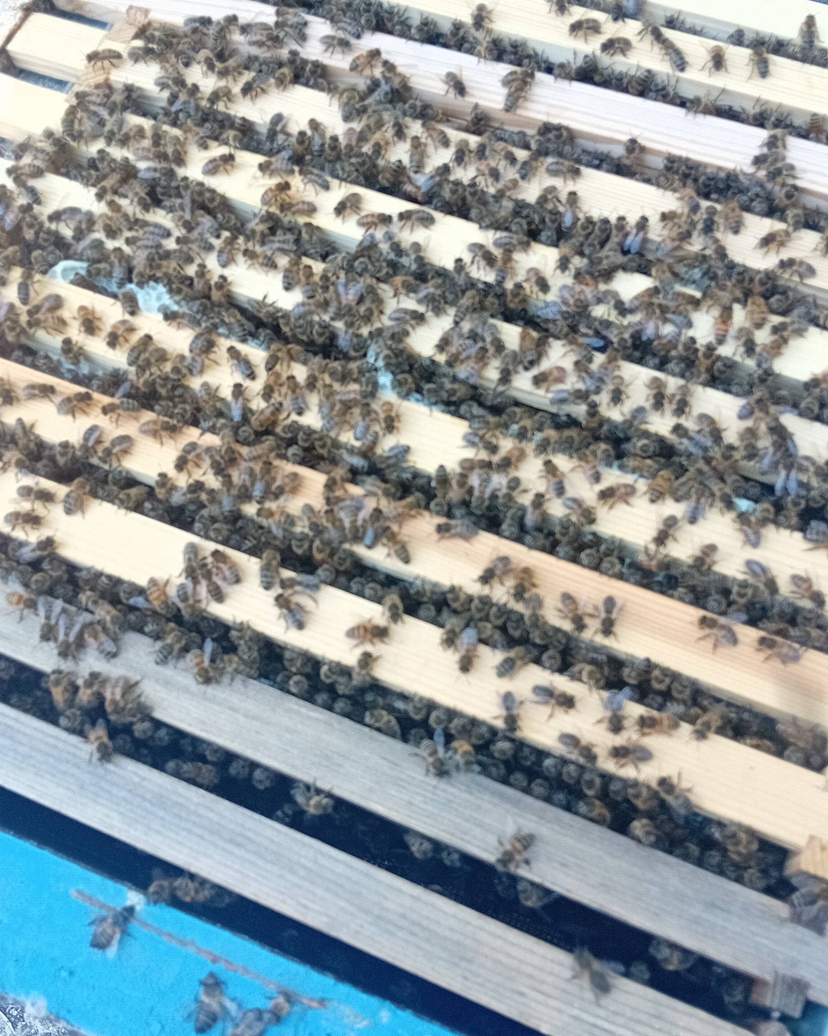 This is a swarm that was added to one of our hives at Thirtovee less than a week ago. They have drawn all the frames and need to have a super added as soon as possible.
