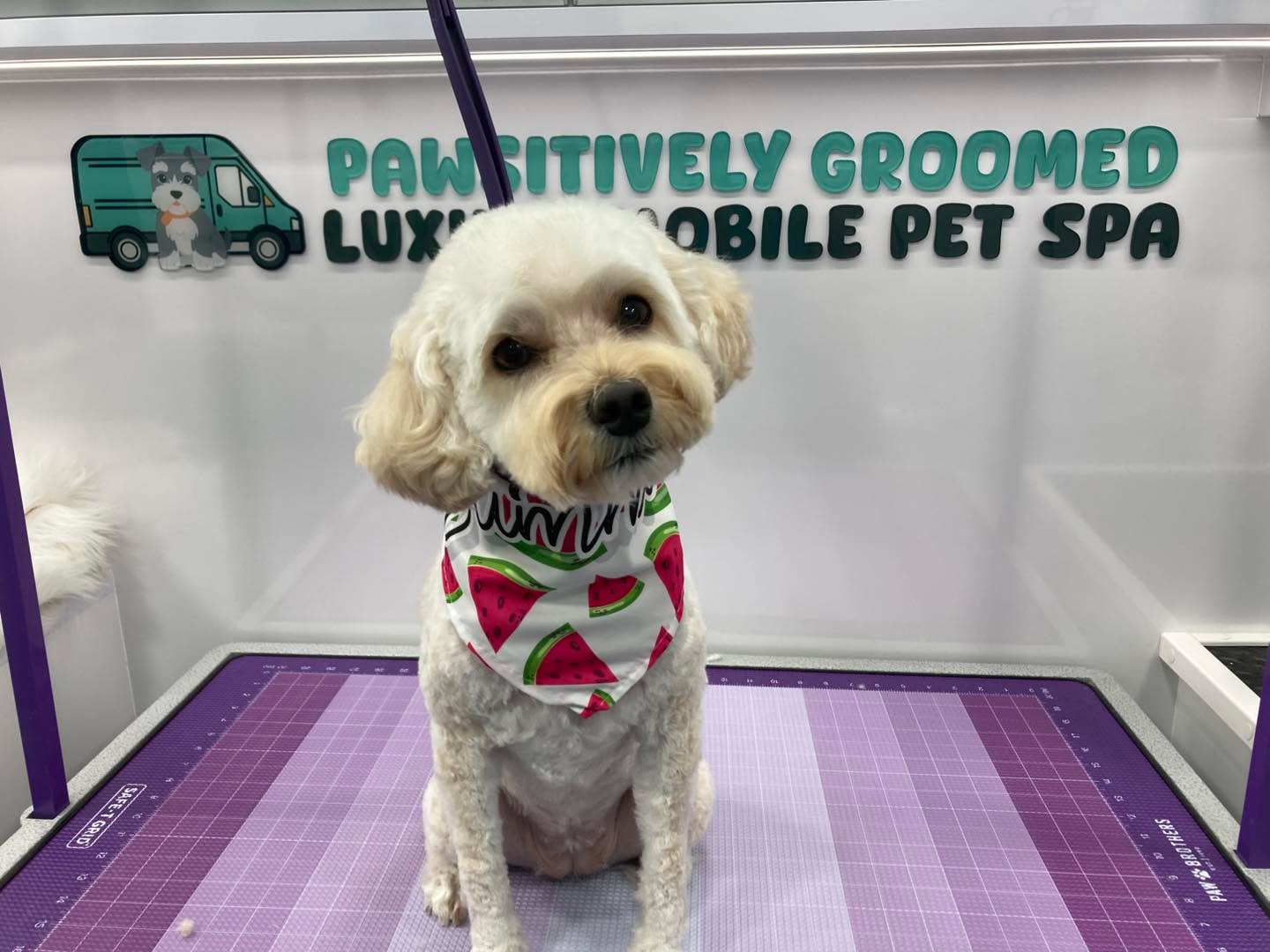 Callie, the very first to get groomed in the new van!