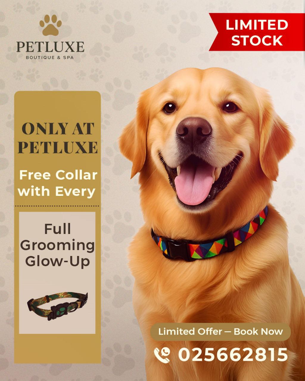 Book any full grooming session and get a FREE collar on the spot — because clean pups deserve cute rewards. 🎁🐾
Dog Grooming Prices (incl. 5% VAT):
✨ Full Grooming for:
• Small Dog – 136.50 AED
• Medium – 168 AED
• Large – 210 AED
🛁 Basic Grooming for:
• Small – 78 AED
• Medium – 105 AED
• Large – 157.50 AED
🚨 Offer valid while stocks last.
Don’t wait — book your grooming today
📍 Visit us at M Floor, Building 22, Al Hisn
📞 Or just Call 02 566 2815
.
.
#PetLuxe #FelineCare #AbuDhabi #Dogs #Grooming #PetGrooming #DogGrooming #DogGiveaway