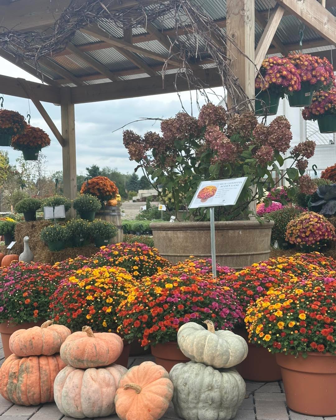 The Mums are beginning to pop with color!!
The mood is Fall today! Come grab your Fall decor!
We’re open 10-5!
#gardencenters #gardencenterlife #gardencenter #stcharlesillinois #genevaillinois #bataviaillinois #sugargroveil #oswegoil #stcharlesil #auroraillinois #genevail #oswegoillinois #bataviail #sugargroveillinois #aurorail