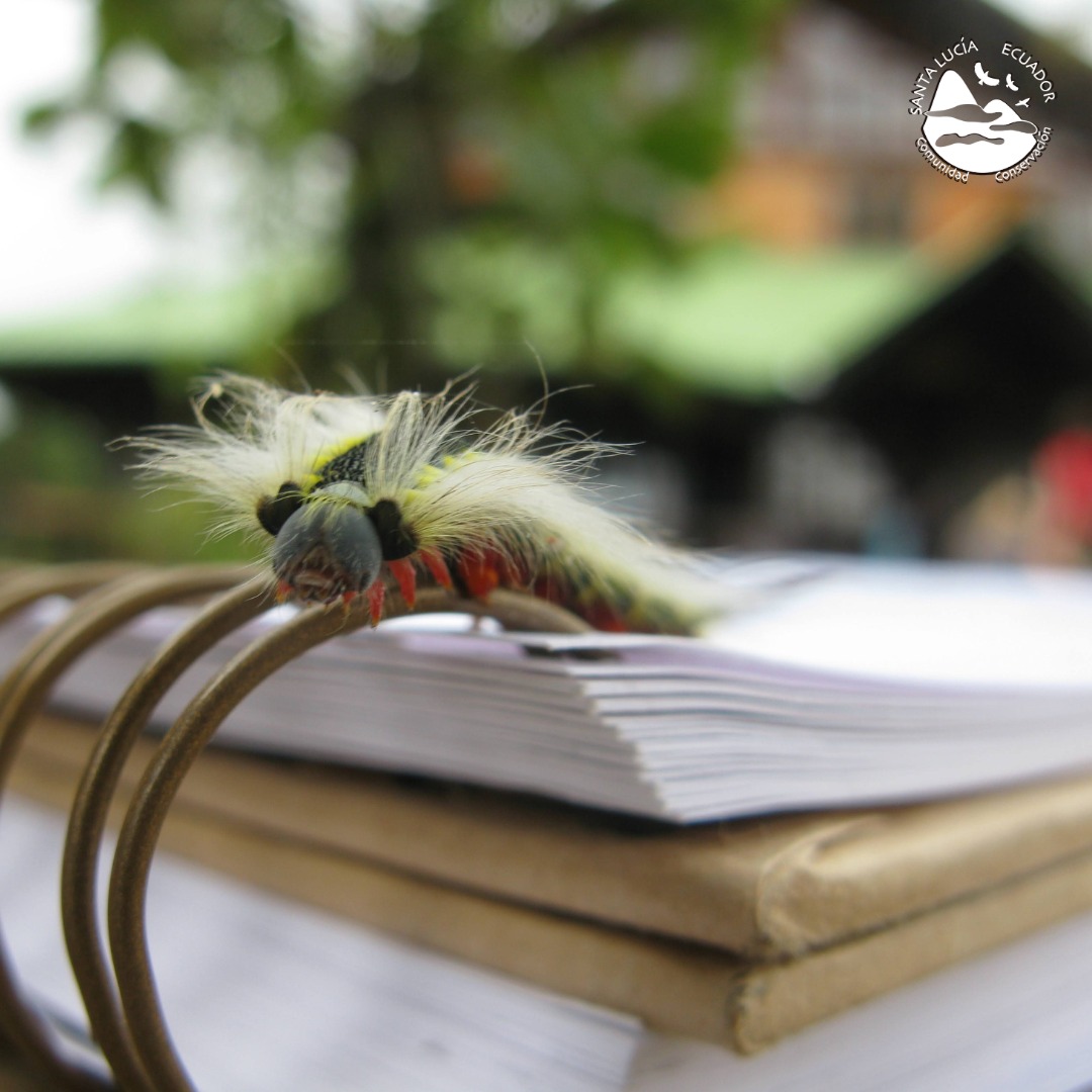 📚🐛 Data, forest, unexpected life.
That’s field science at Santa Lucía: learning happens every moment.
Are you ready to study in a living classroom?
#SantaLucíaReserve #ForestScience #EnvironmentalEducation #CuriousMinds